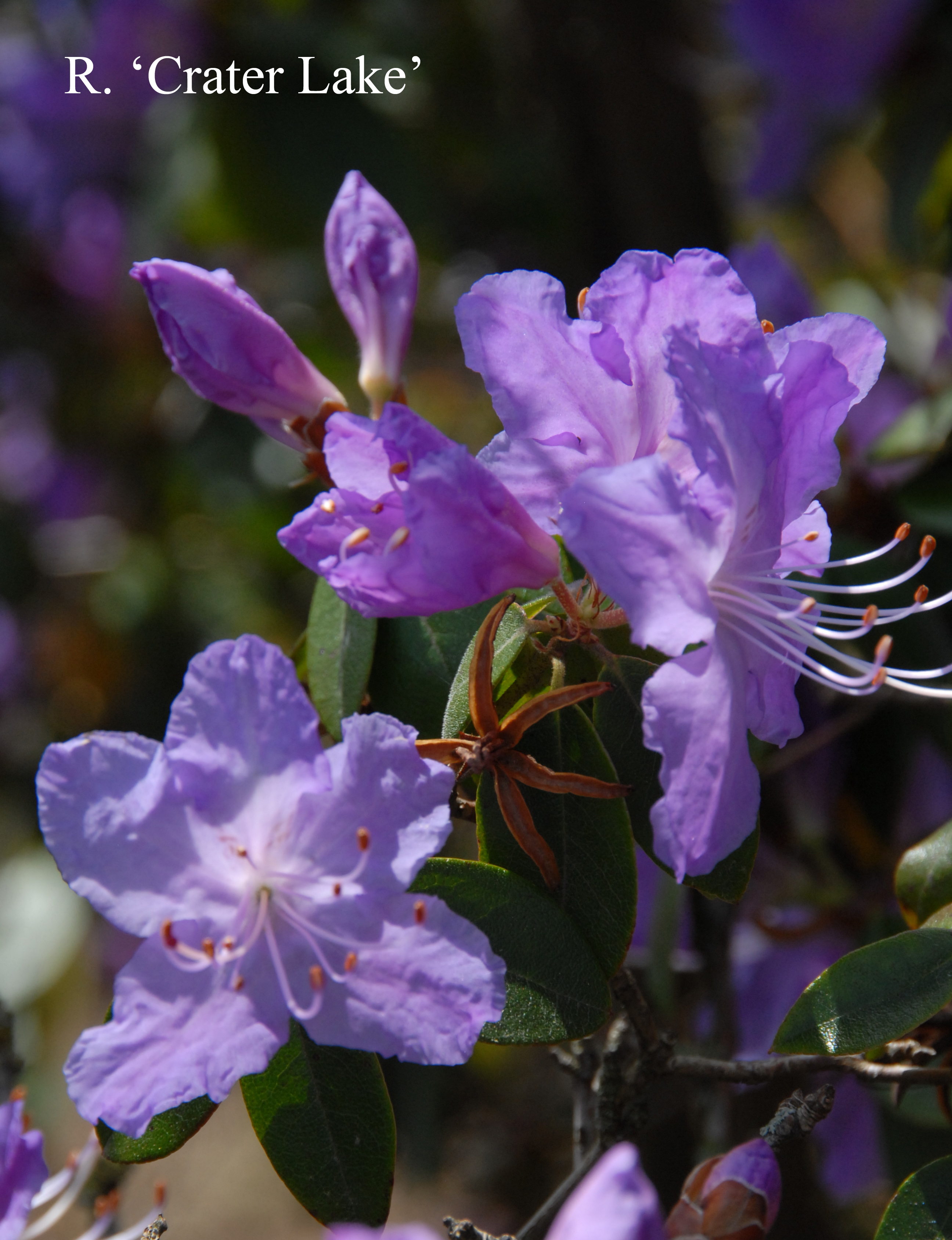Rhododendron Crater Lake photo