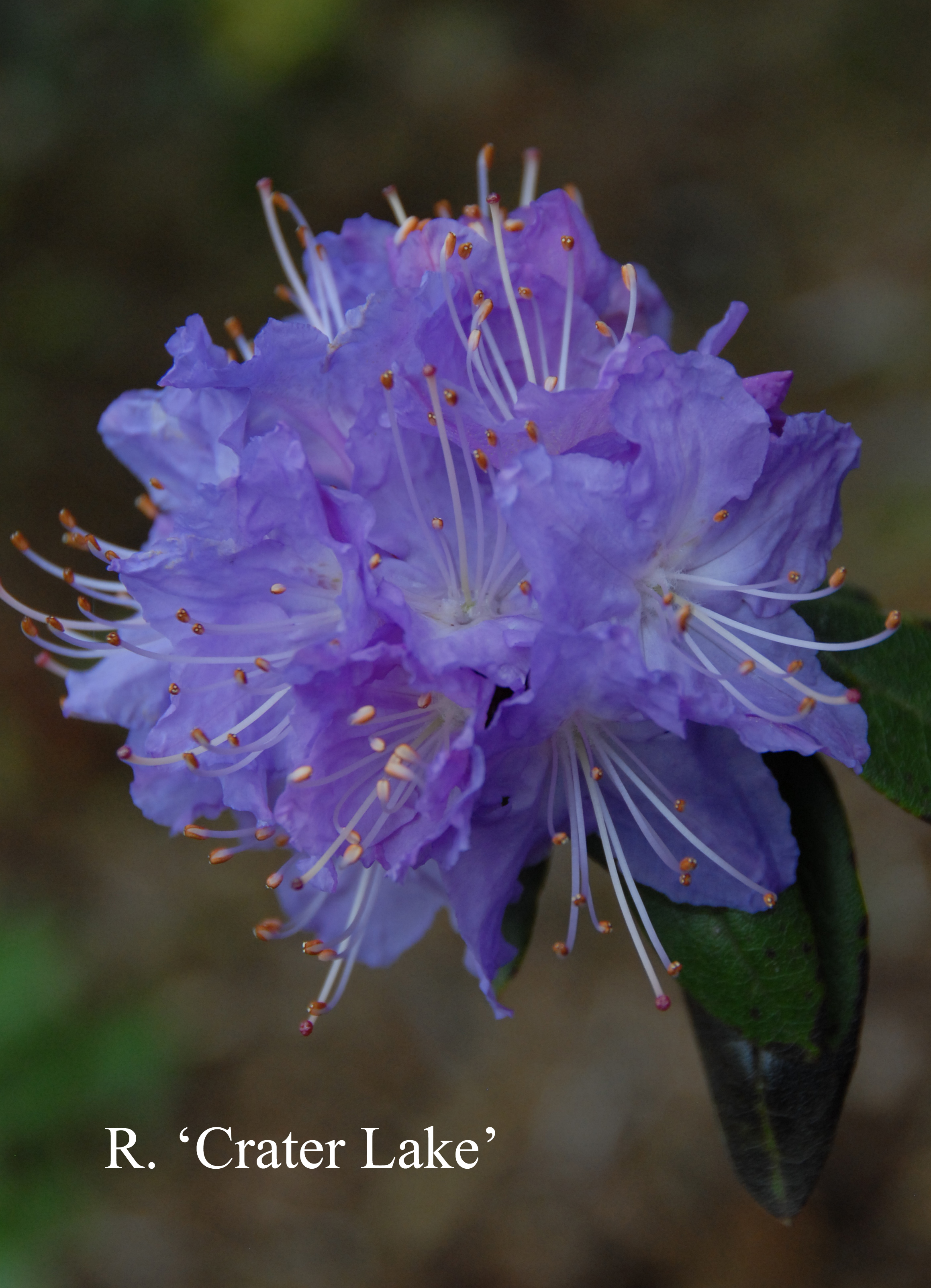 Rhododendron Crater Lake photo