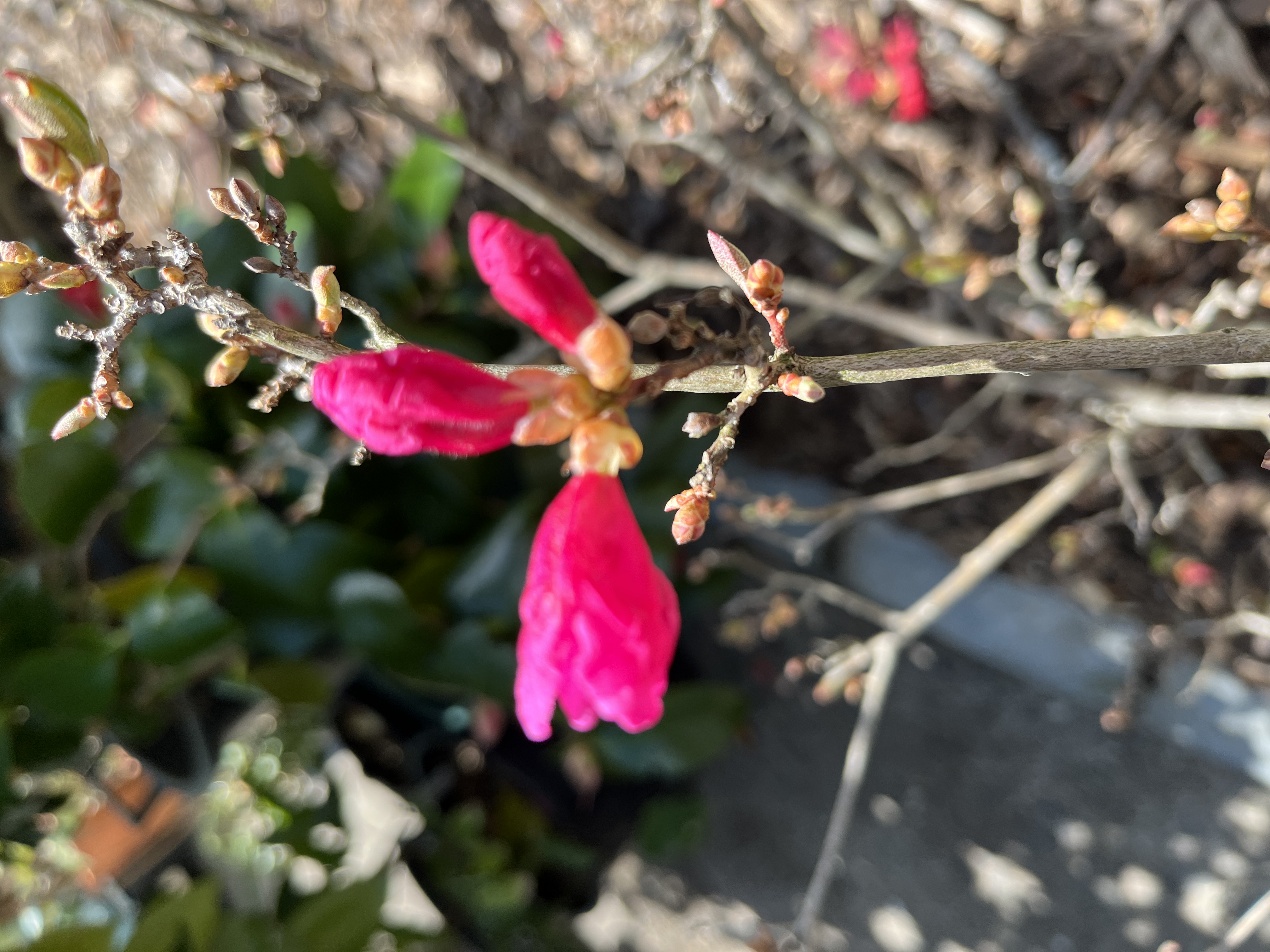 Rhododendron mucronulatum f ciliatum photo
