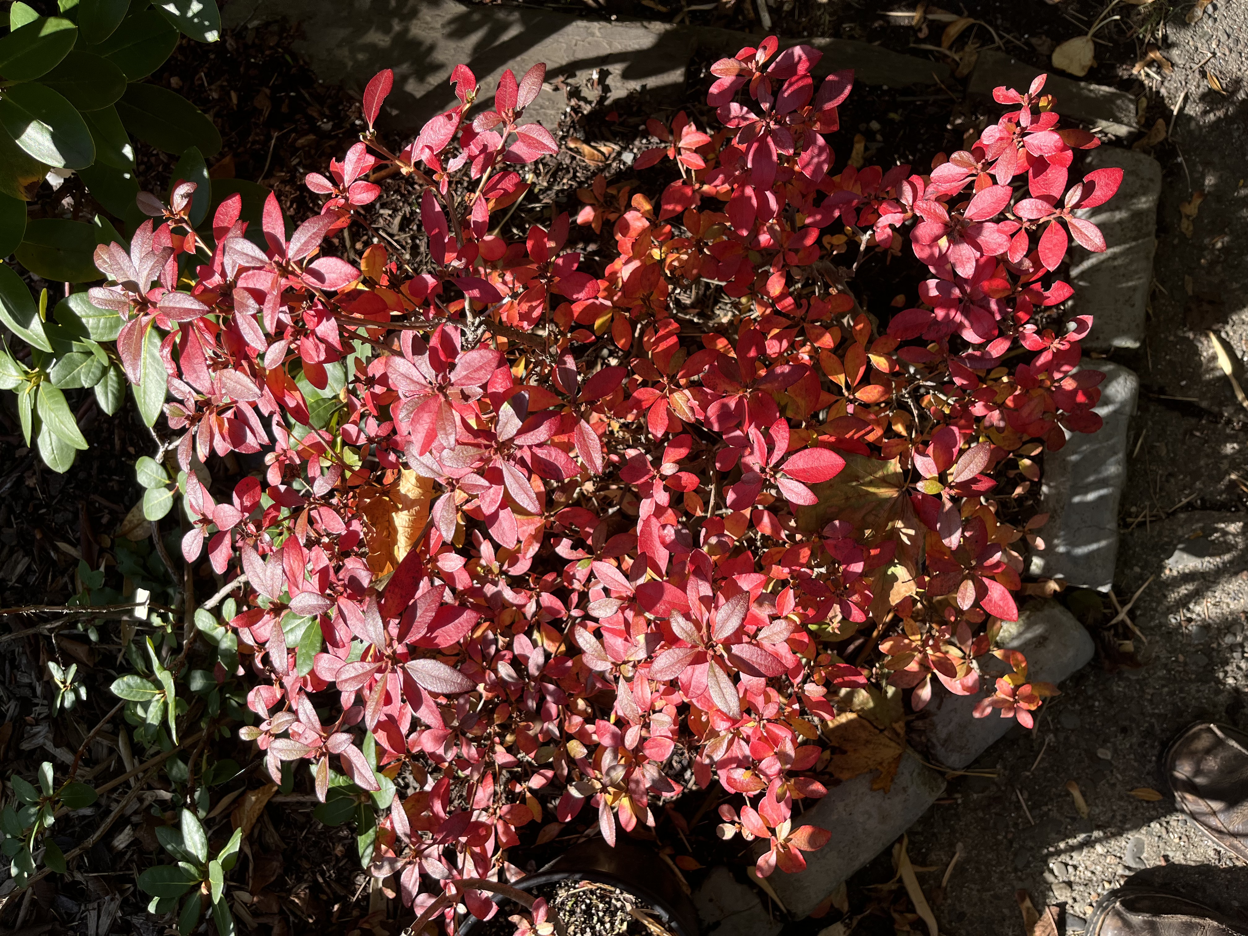 Rhododendron mucronulatum f ciliatum photo