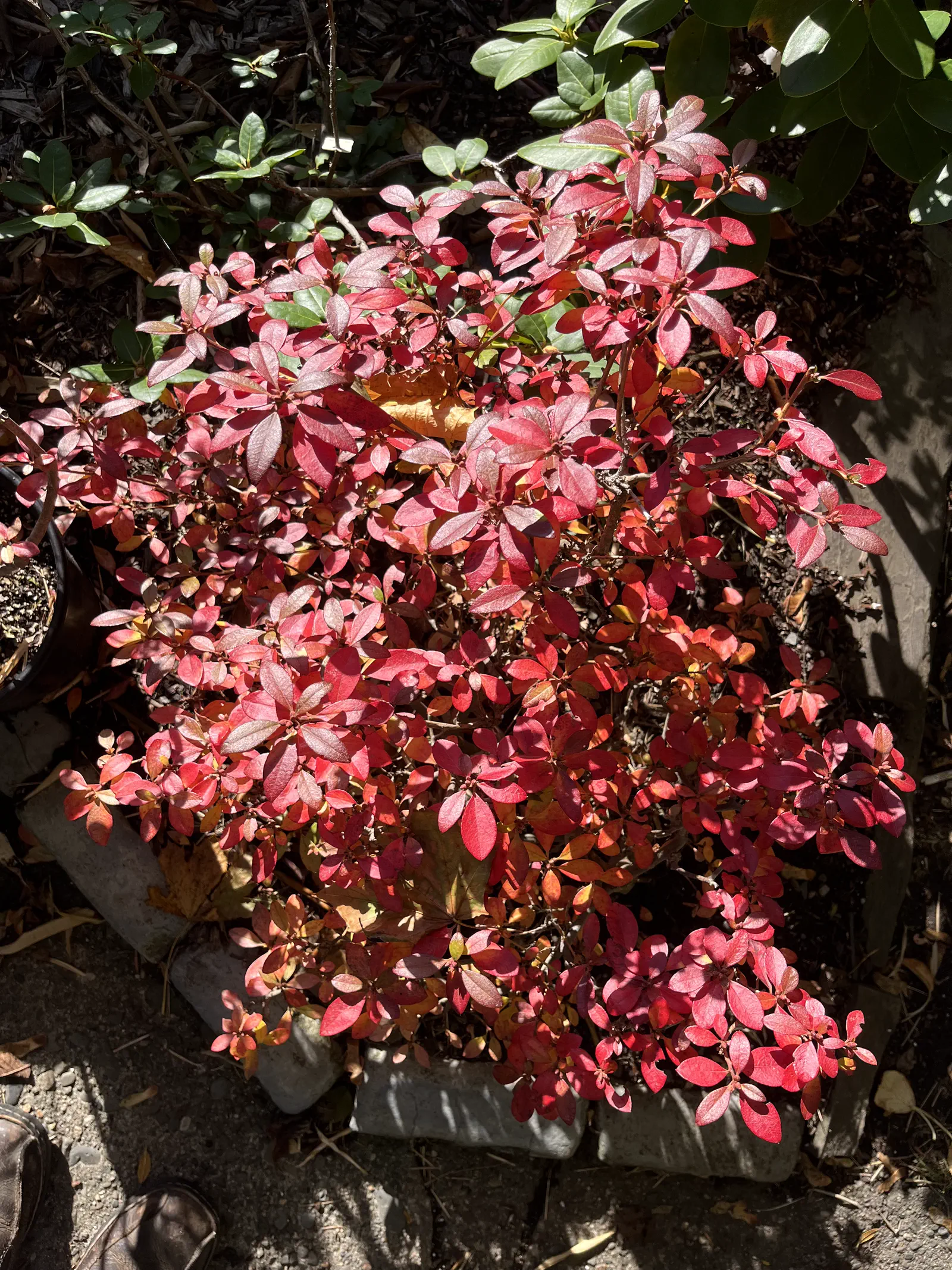 R. mucronulatum f ciliatum photo of R. mucronulatum f ciliatum. Autumn colour.. Location: Halifax, Nova Scotia. Photo by: John Weagle
