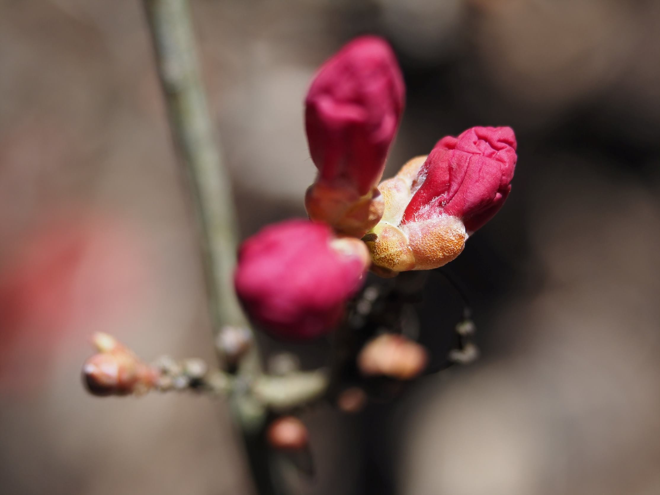 Rhododendron mucronulatum f ciliatum photo