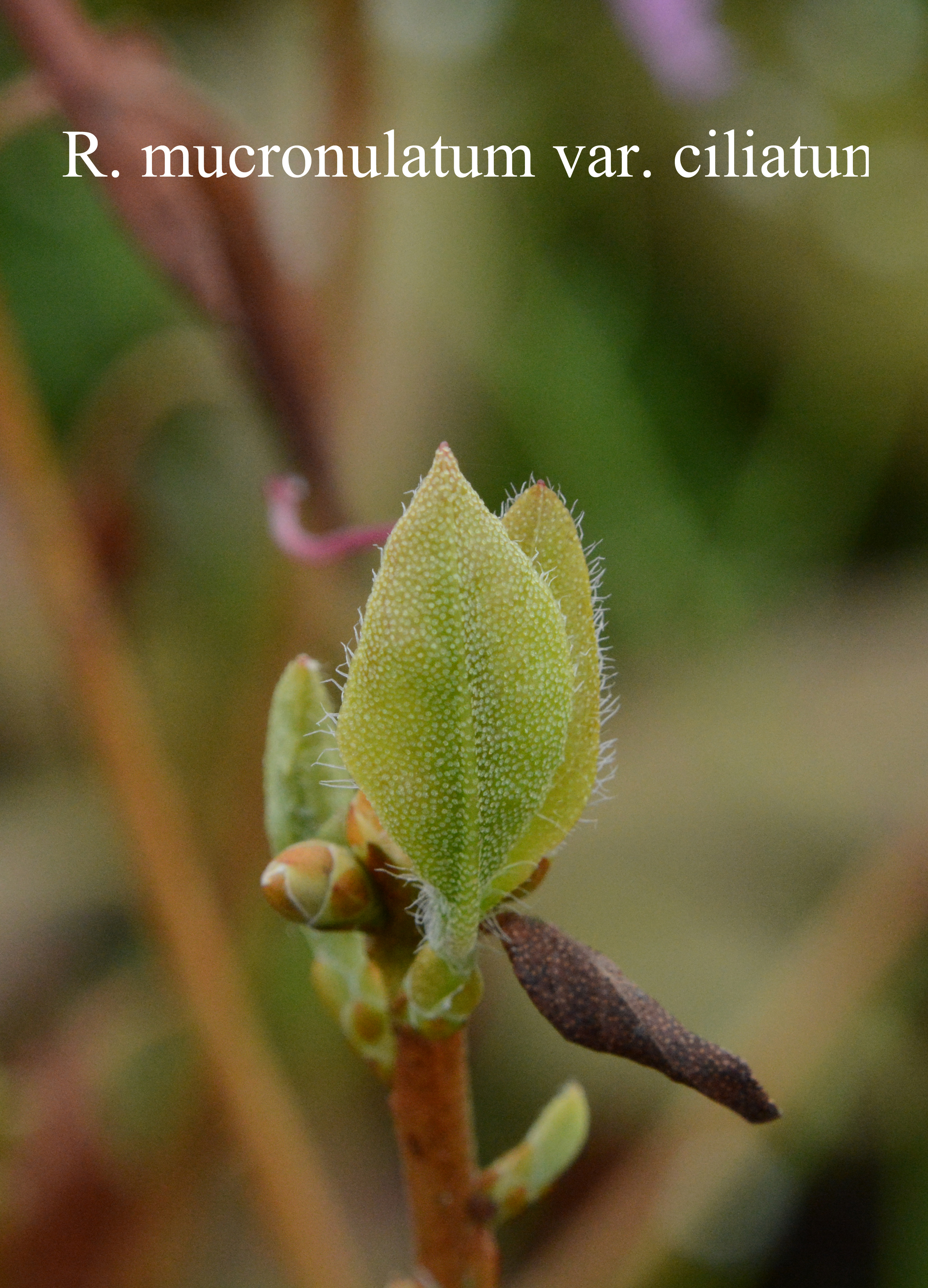 Rhododendron mucronulatum f ciliatum photo