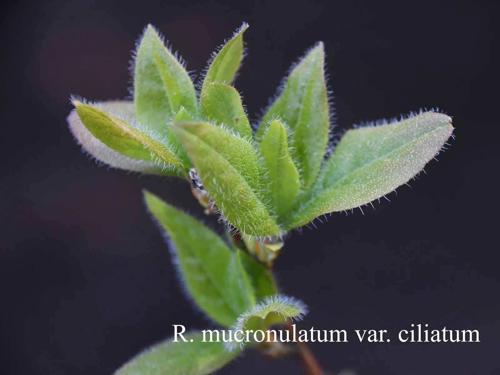 R. mucronulatum f ciliatum photo of R. mucronulatum f ciliatum. Location: Fearing's Farm Nursery, Abbotsford, BC, Canada. Photo by: Harold Fearing