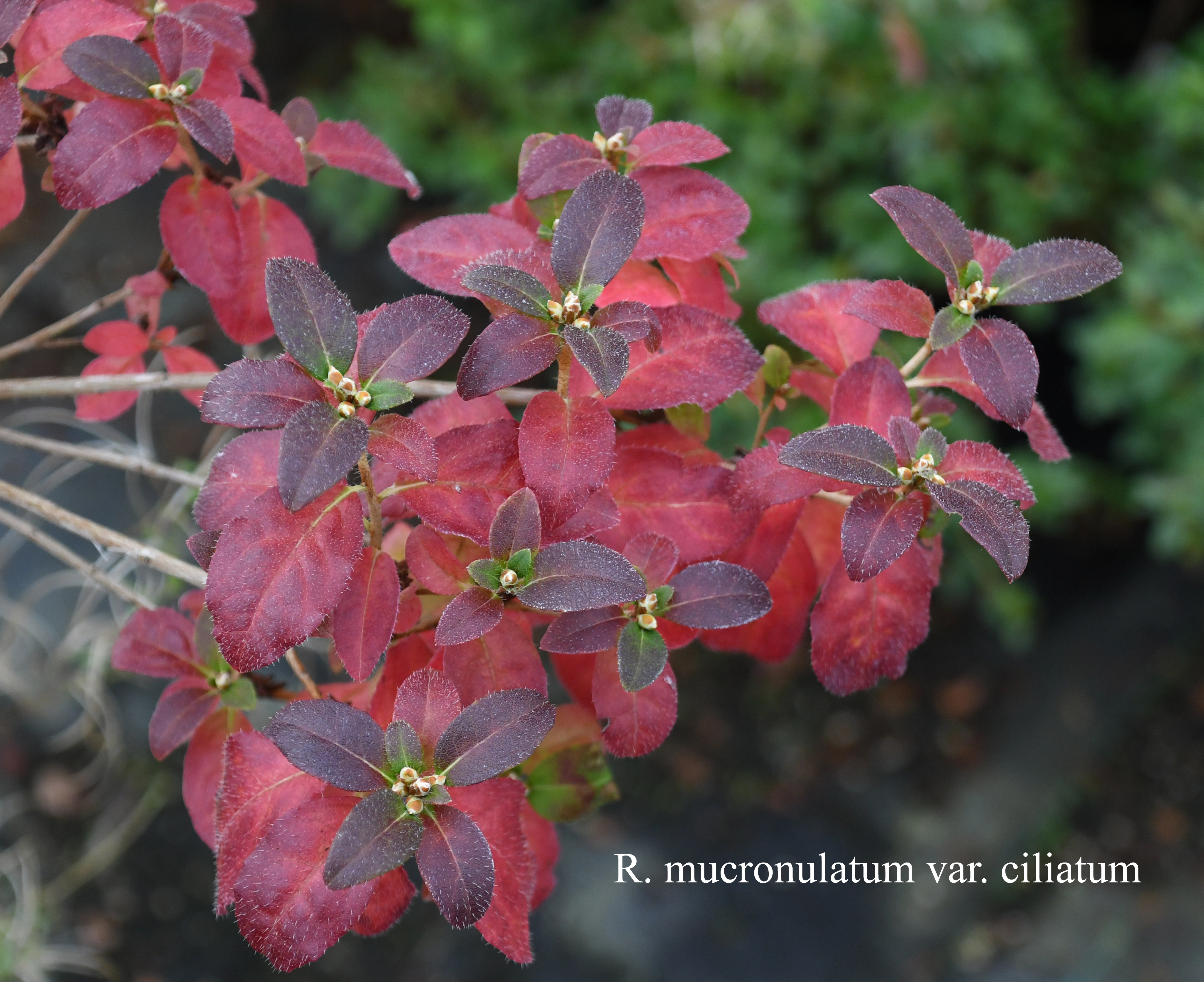 Rhododendron mucronulatum f ciliatum photo