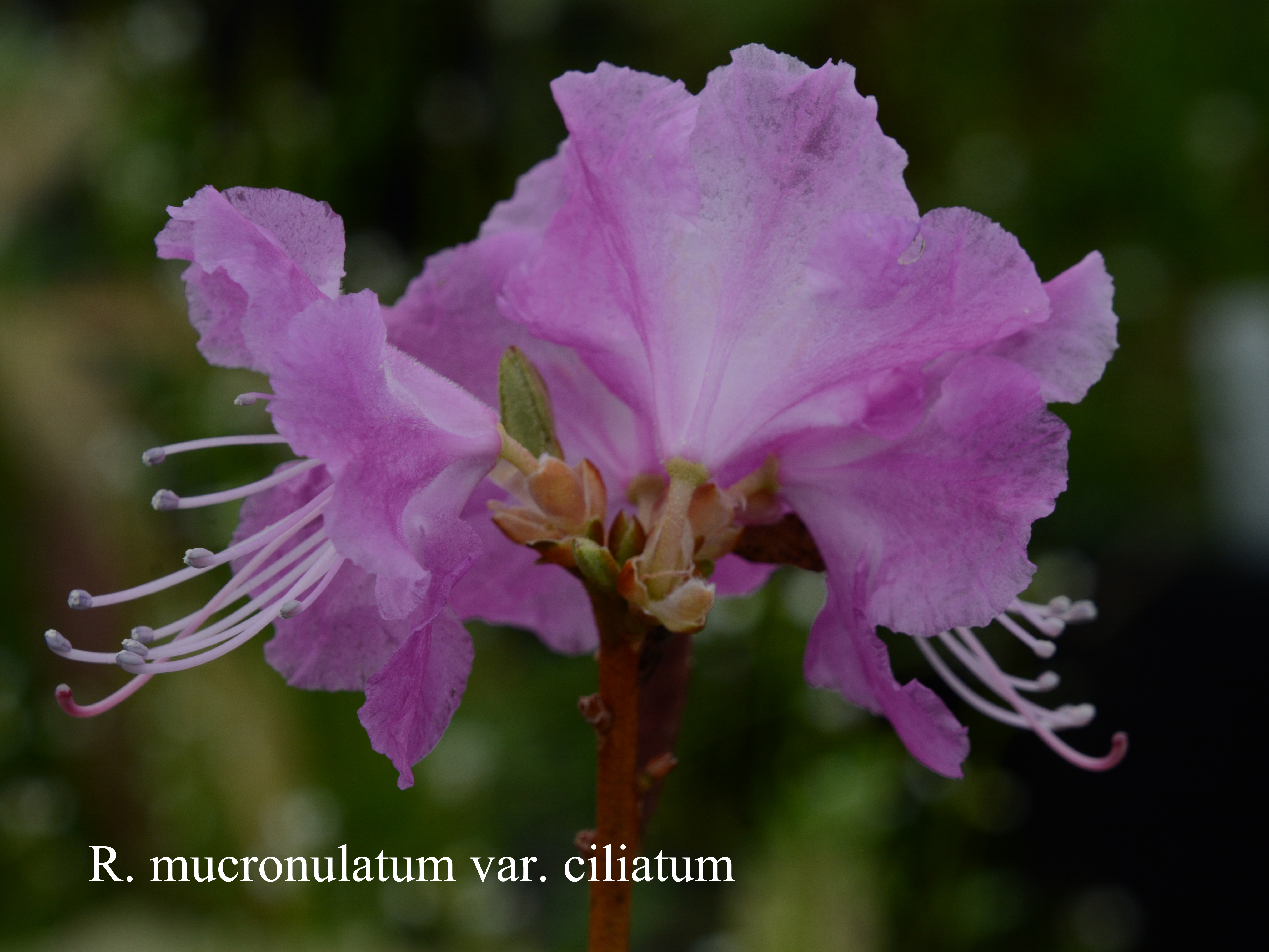 Rhododendron mucronulatum f ciliatum photo