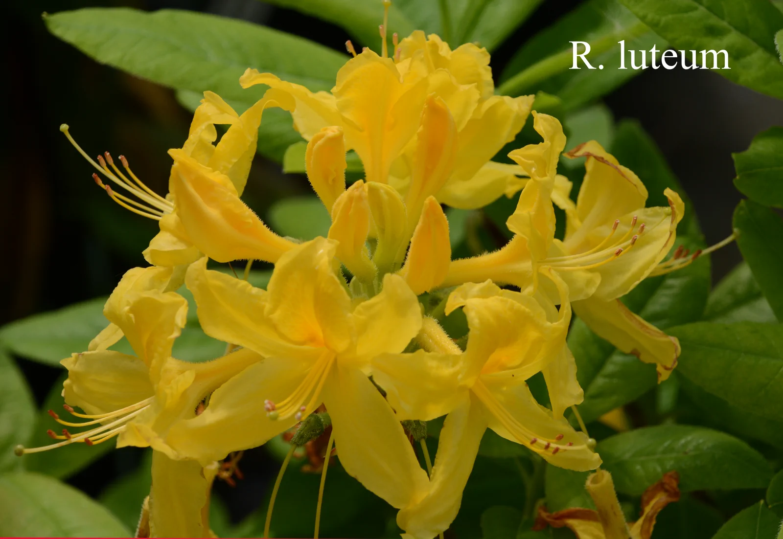 R. luteum photo of R. luteum. Location: Fearing's Farm Nursery, Abbotsford, BC, Canada. Photo by: Harold Fearing