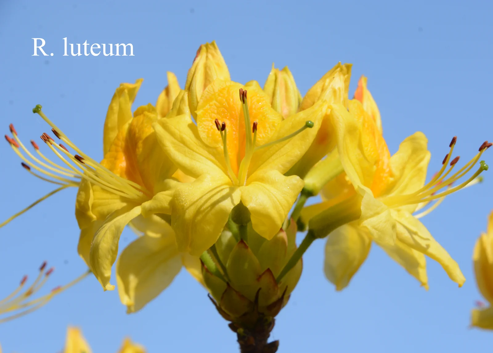 R. luteum photo of R. luteum. Location: Fearing's Farm Nursery, Abbotsford, BC, Canada. Photo by: Harold Fearing