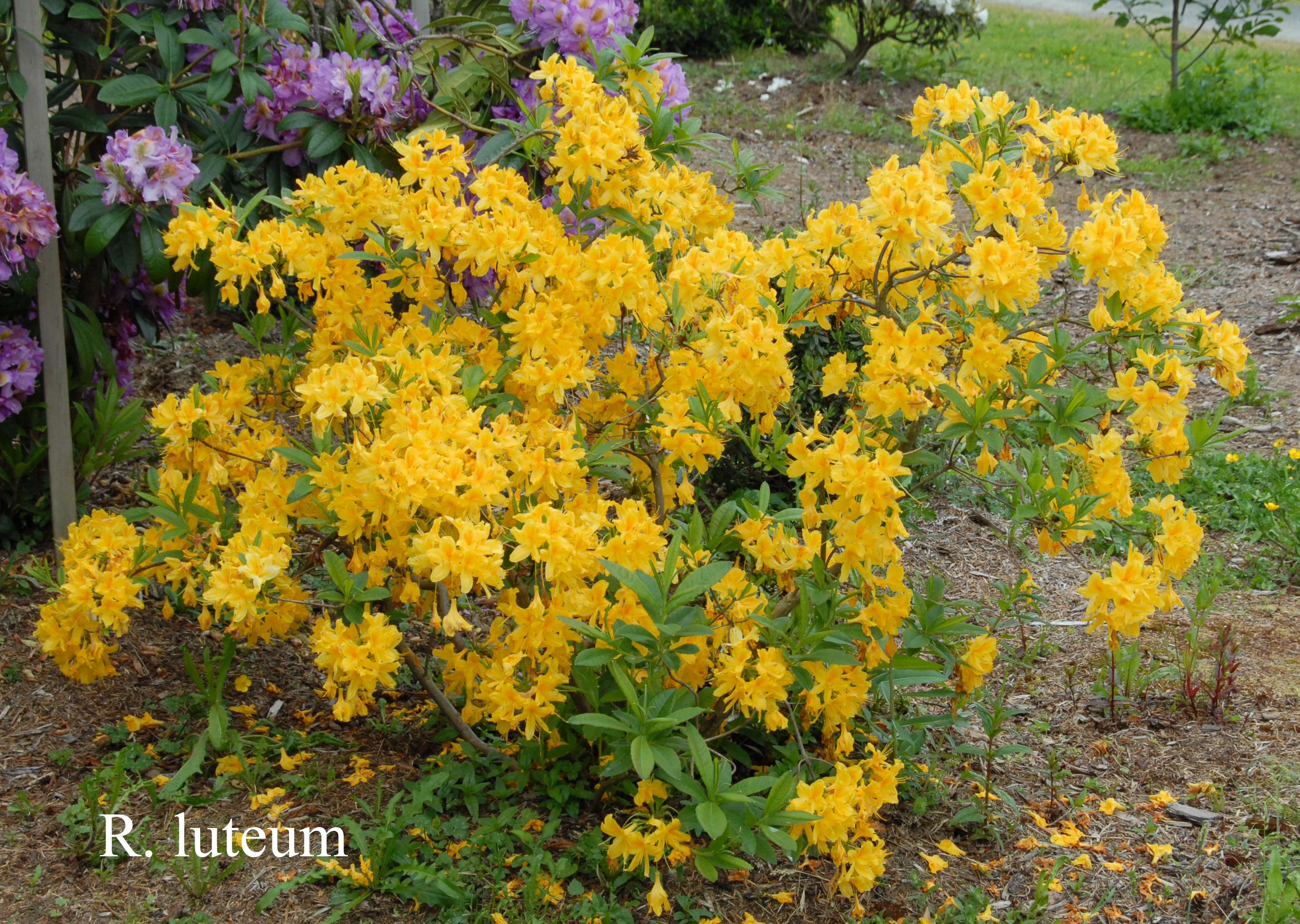 Rhododendron luteum photo