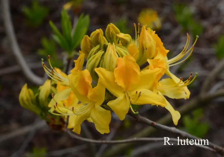 Photo of R. luteum, Species