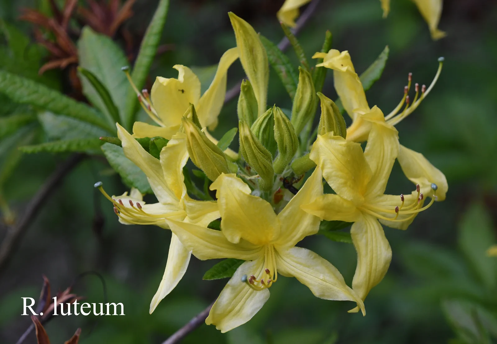 R. luteum photo of R. luteum. Location: Fearing's Farm Nursery, Abbotsford, BC, Canada. Photo by: Harold Fearing