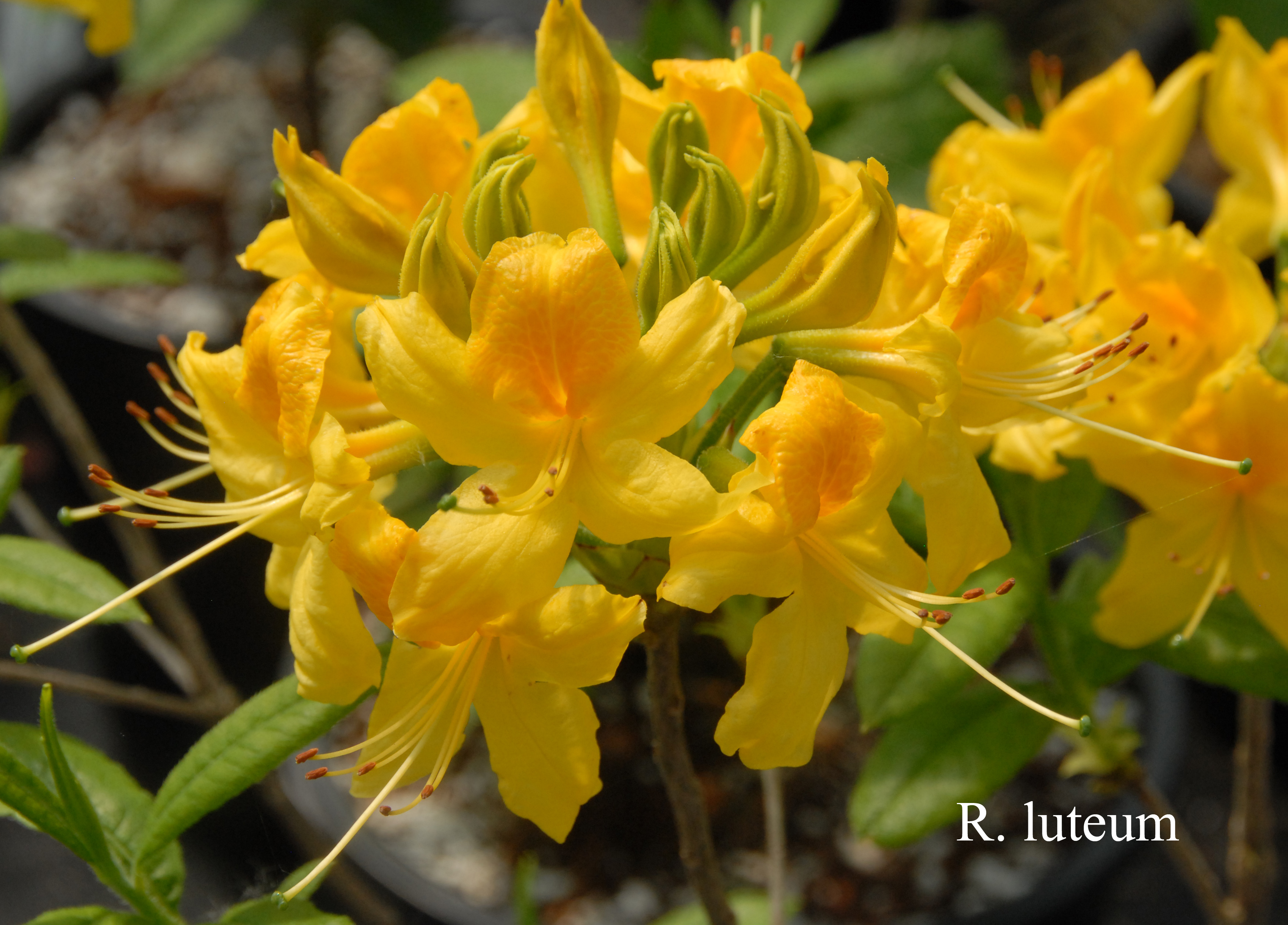 Rhododendron luteum photo