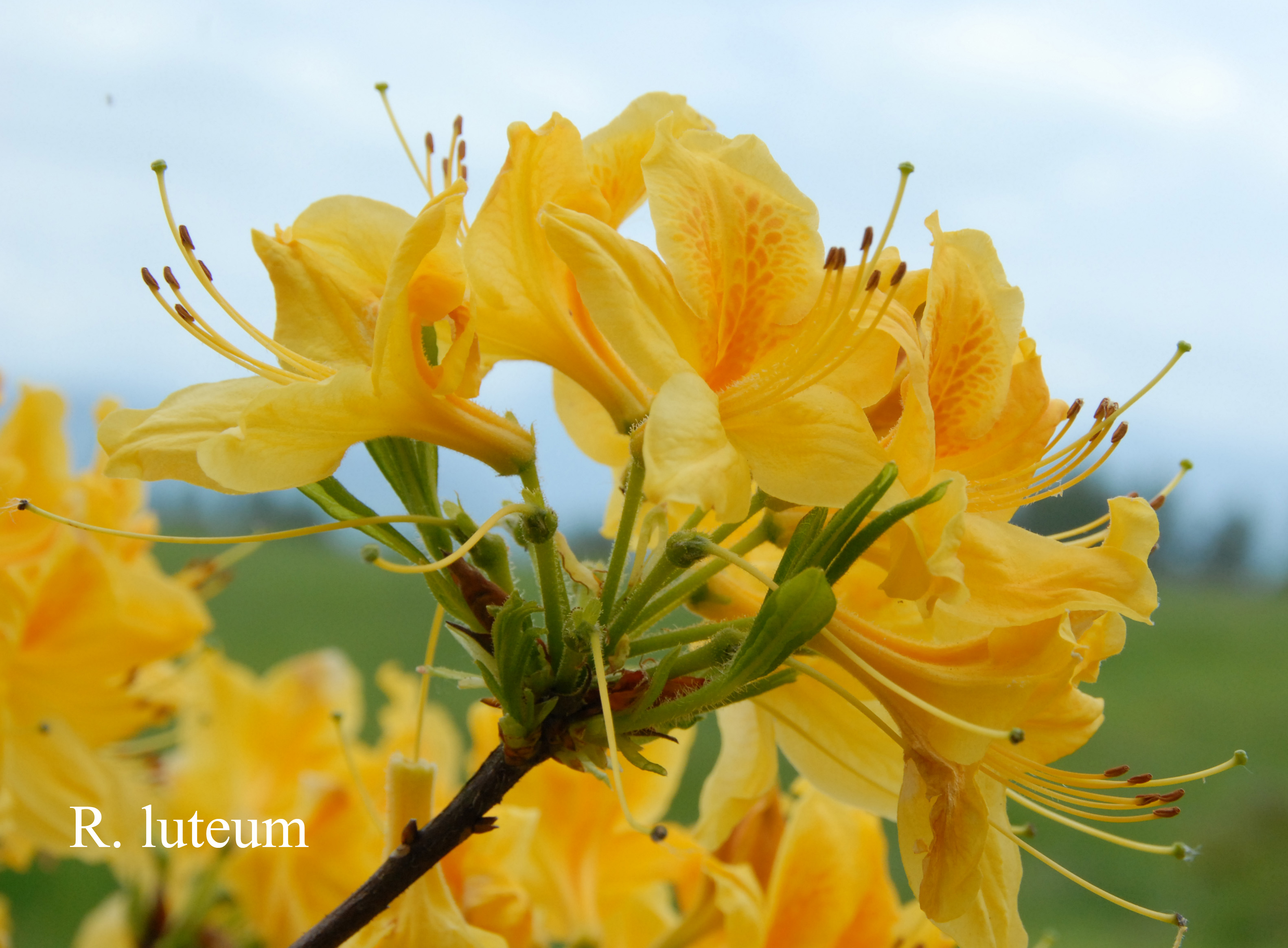 Rhododendron luteum photo