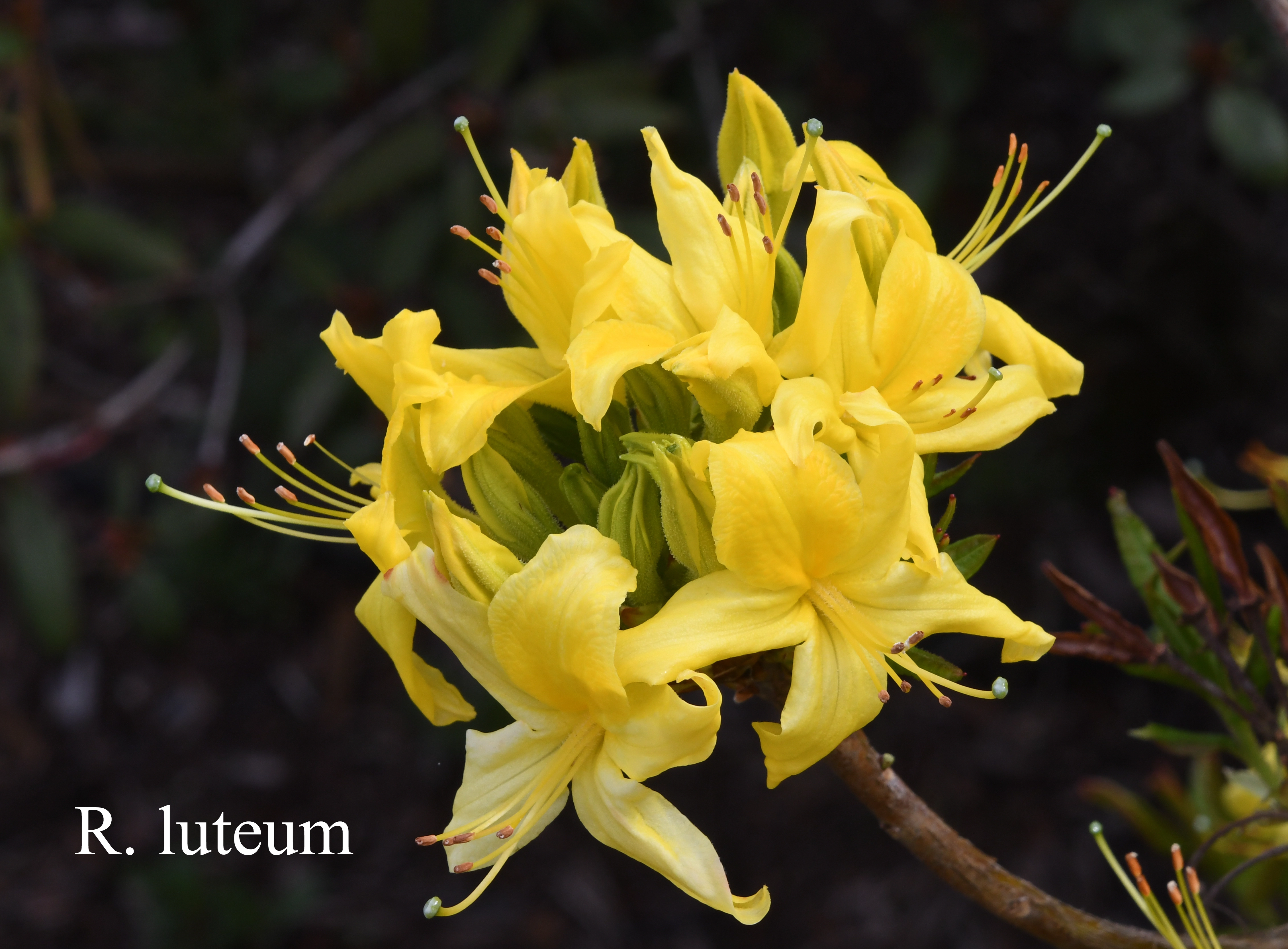 Rhododendron luteum photo