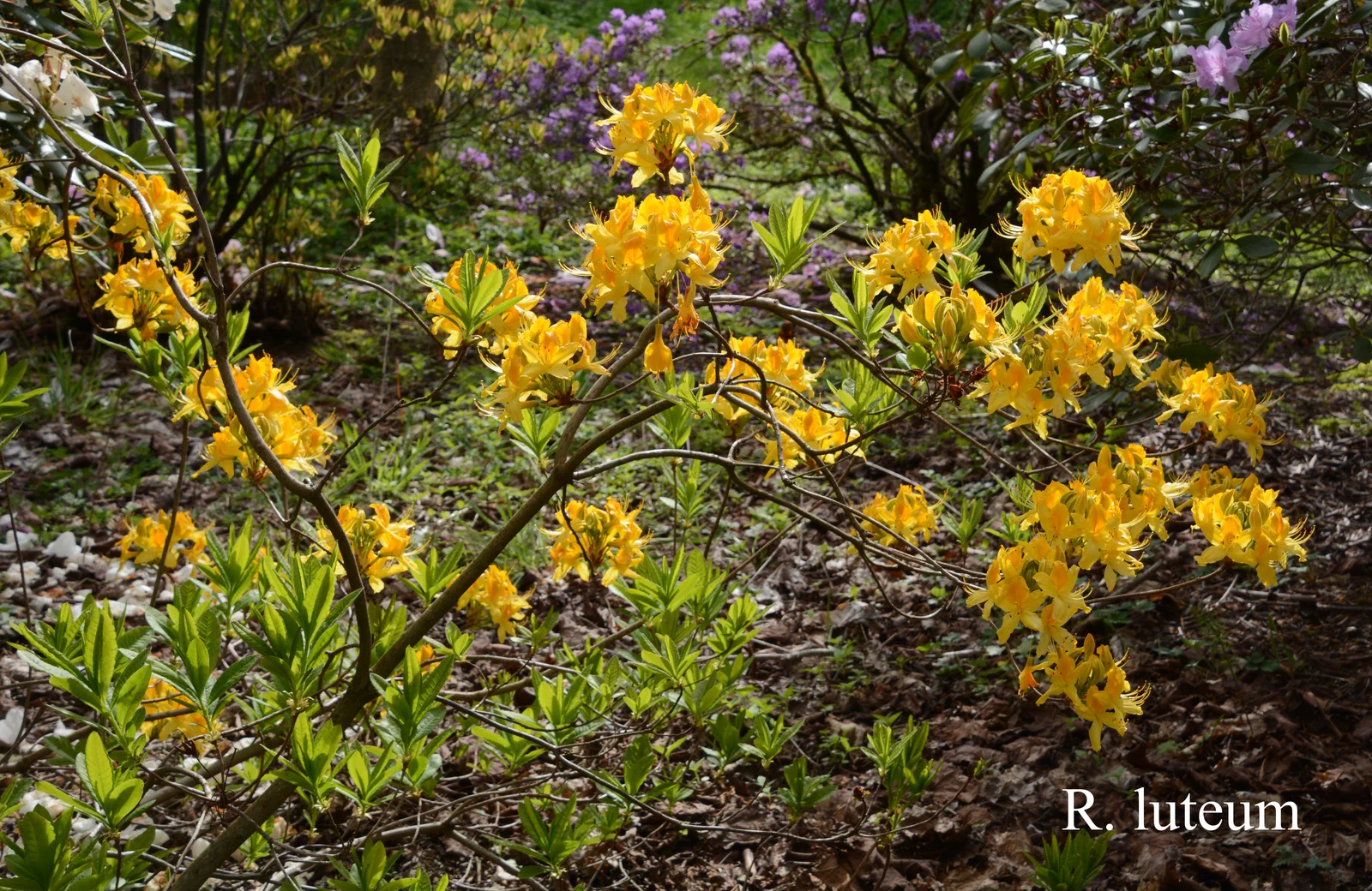 R. luteum photo of R. luteum. Location: Fearing's Farm Nursery, Abbotsford, BC, Canada. Photo by: Harold Fearing