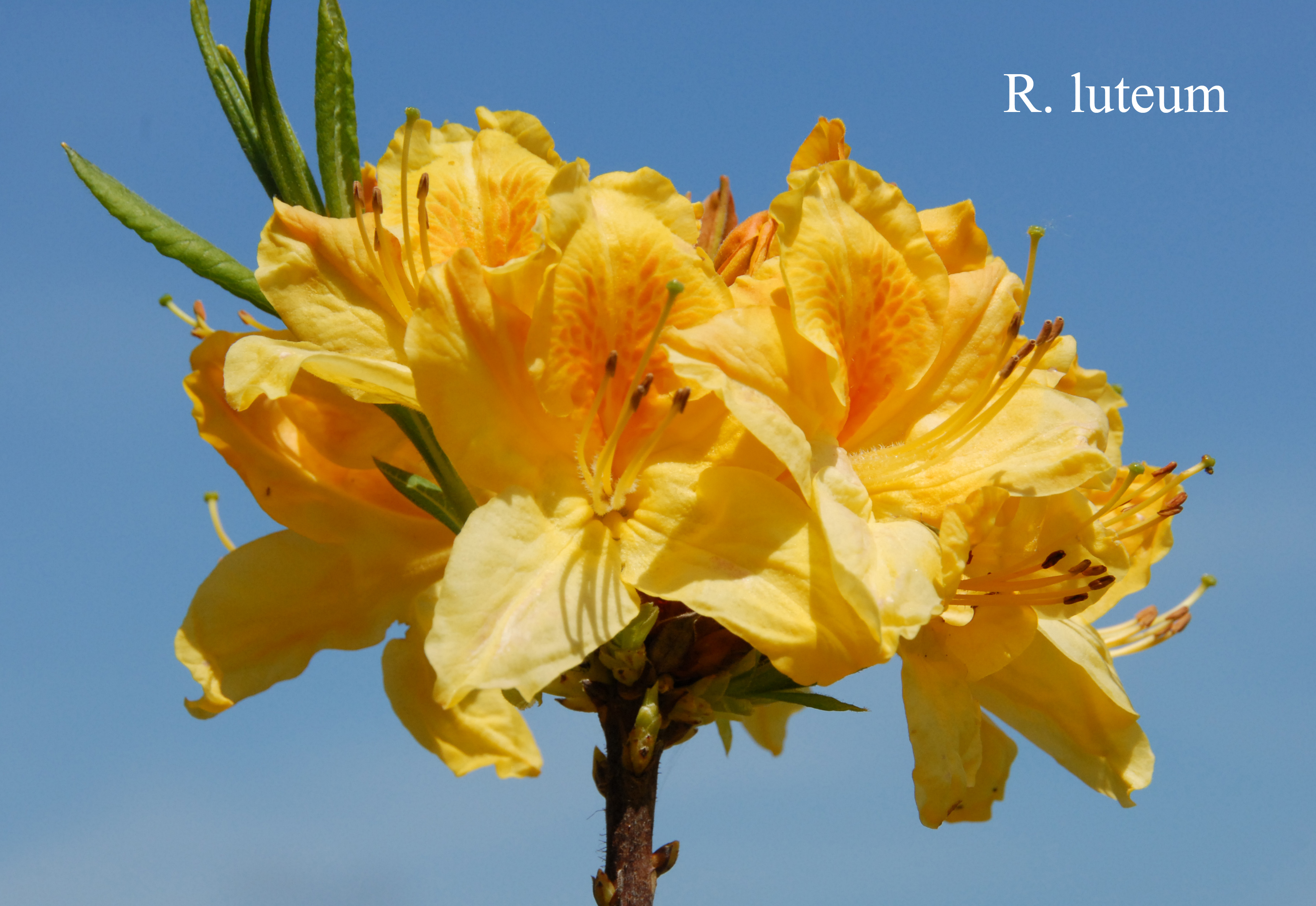 Rhododendron luteum photo