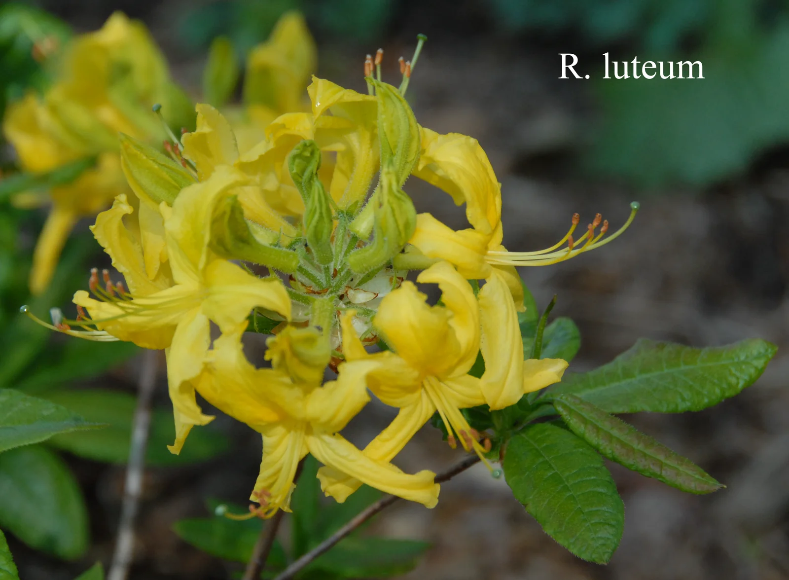 R. luteum photo of R. luteum. Location: Fearing's Farm Nursery, Abbotsford, BC, Canada. Photo by: Harold Fearing