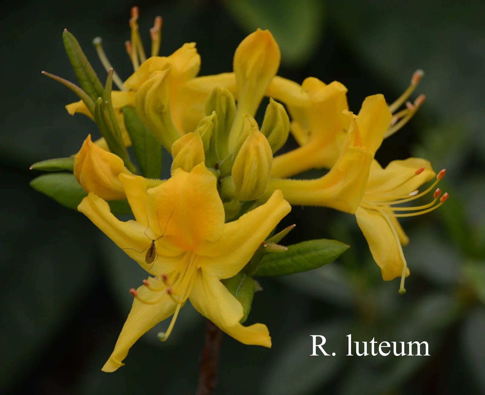 R. luteum photo of R. luteum. Location: Fearing's Farm Nursery, Abbotsford, BC, Canada. Photo by: Harold Fearing