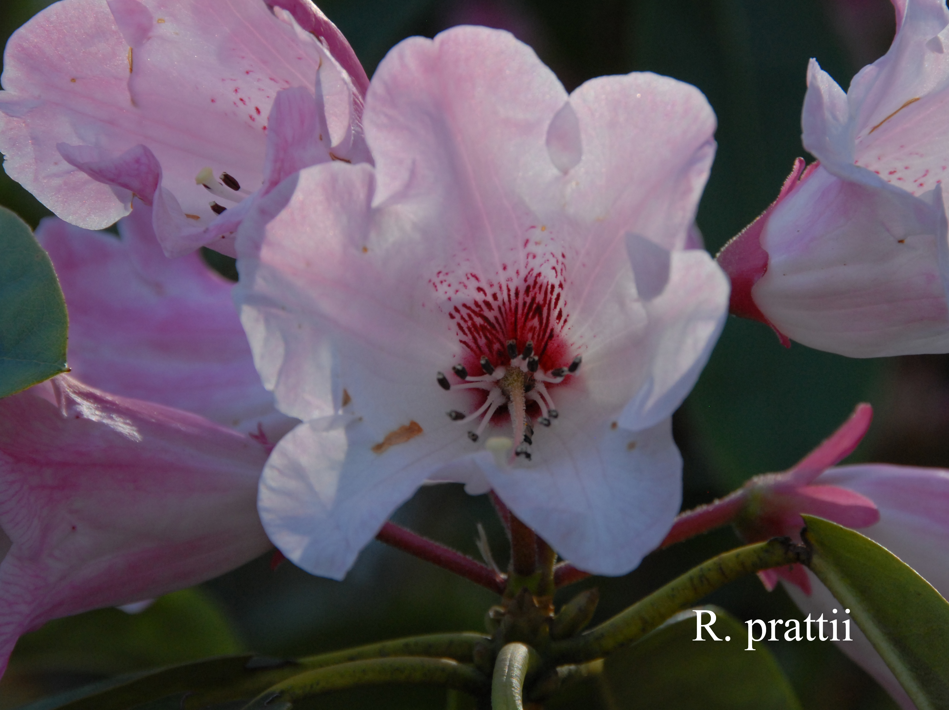 Rhododendron prattii photo