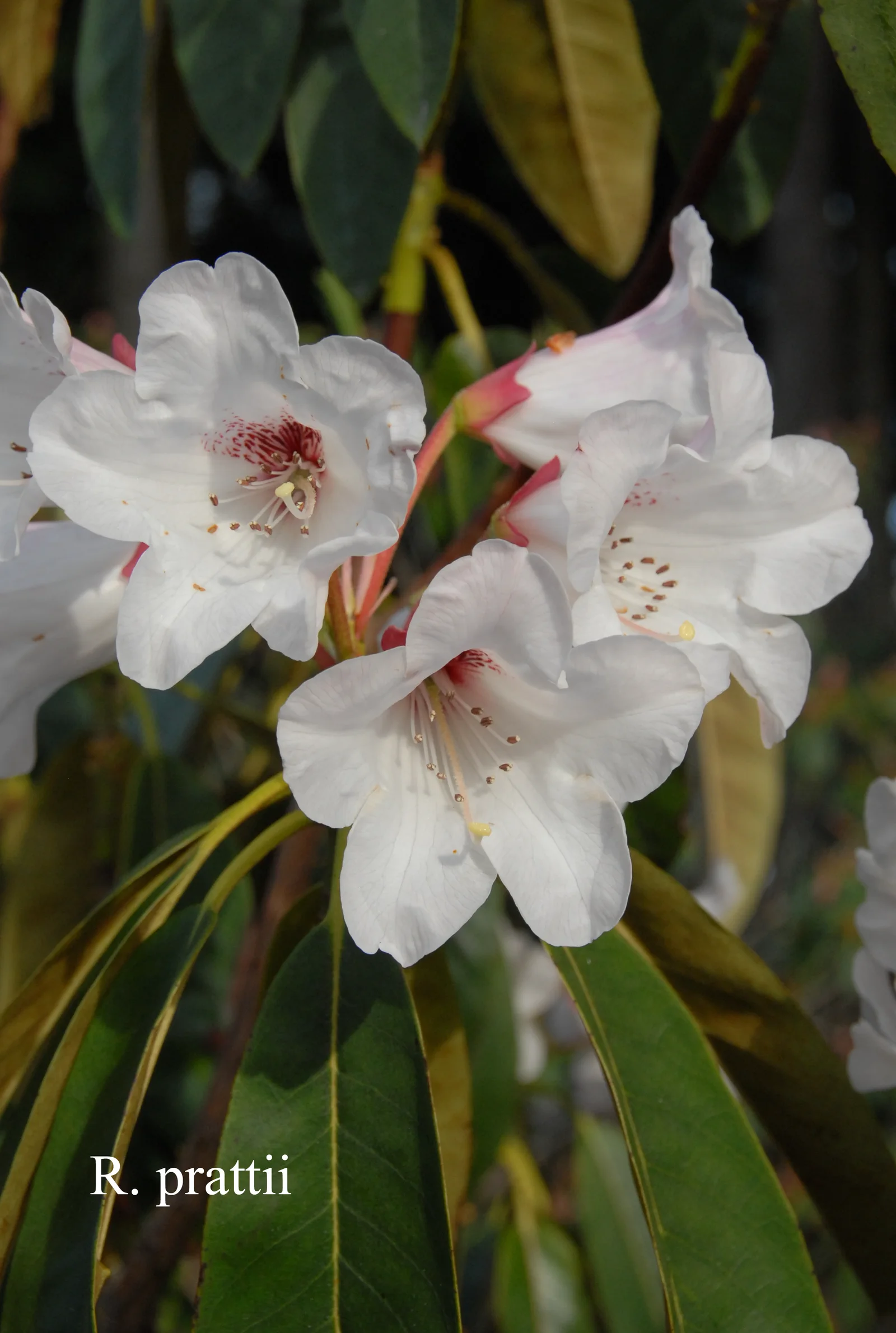 R. prattii photo of R. prattii. Location: Fearing's Farm Nursery, Abbotsford, BC, Canada. Photo by: Harold Fearing
