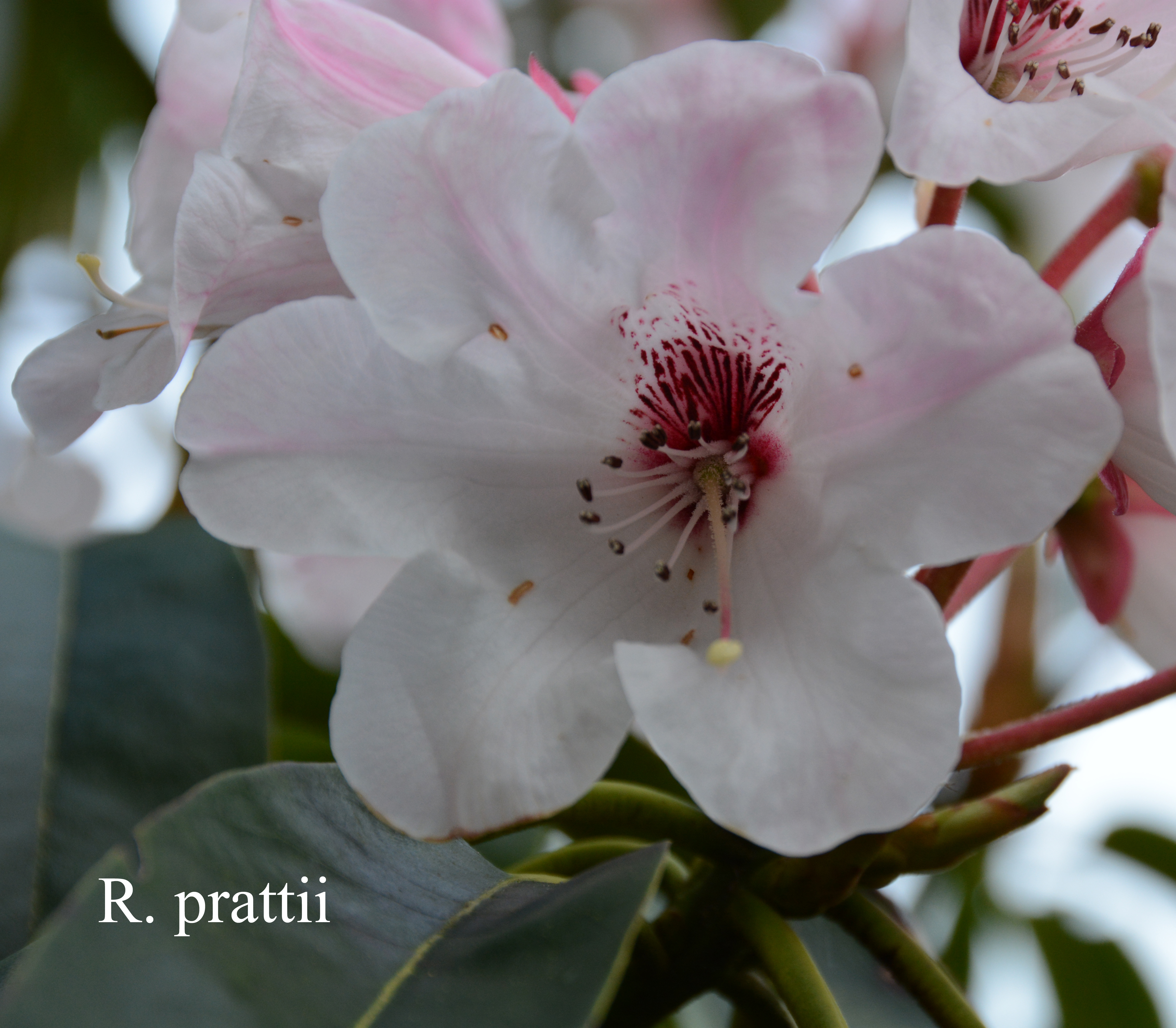 Rhododendron prattii photo