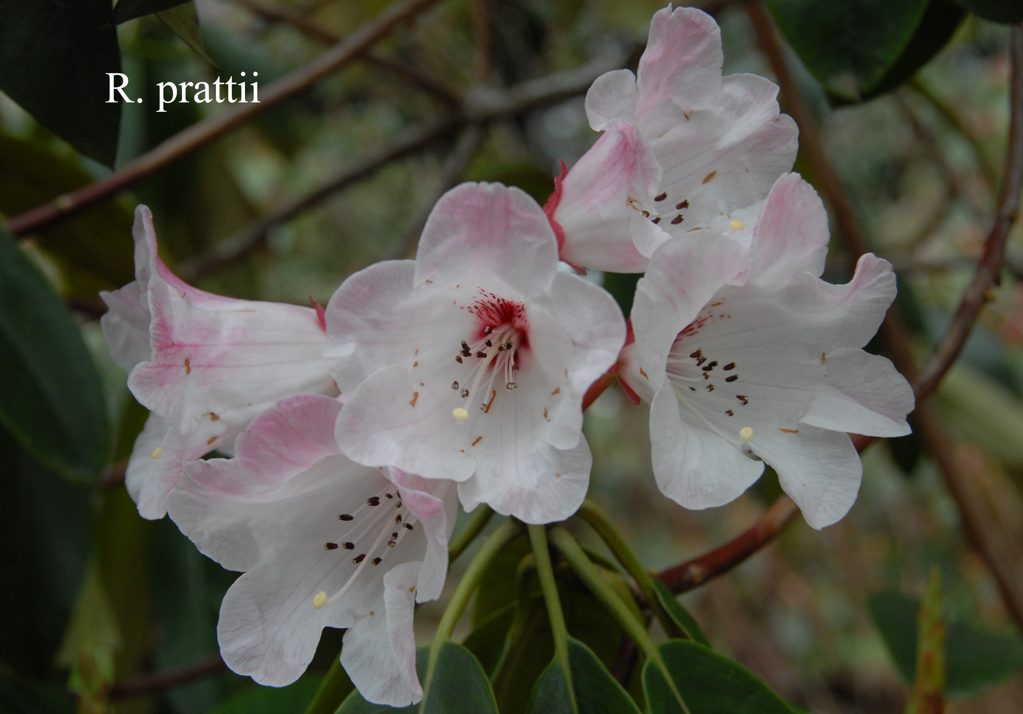 Rhododendron prattii photo