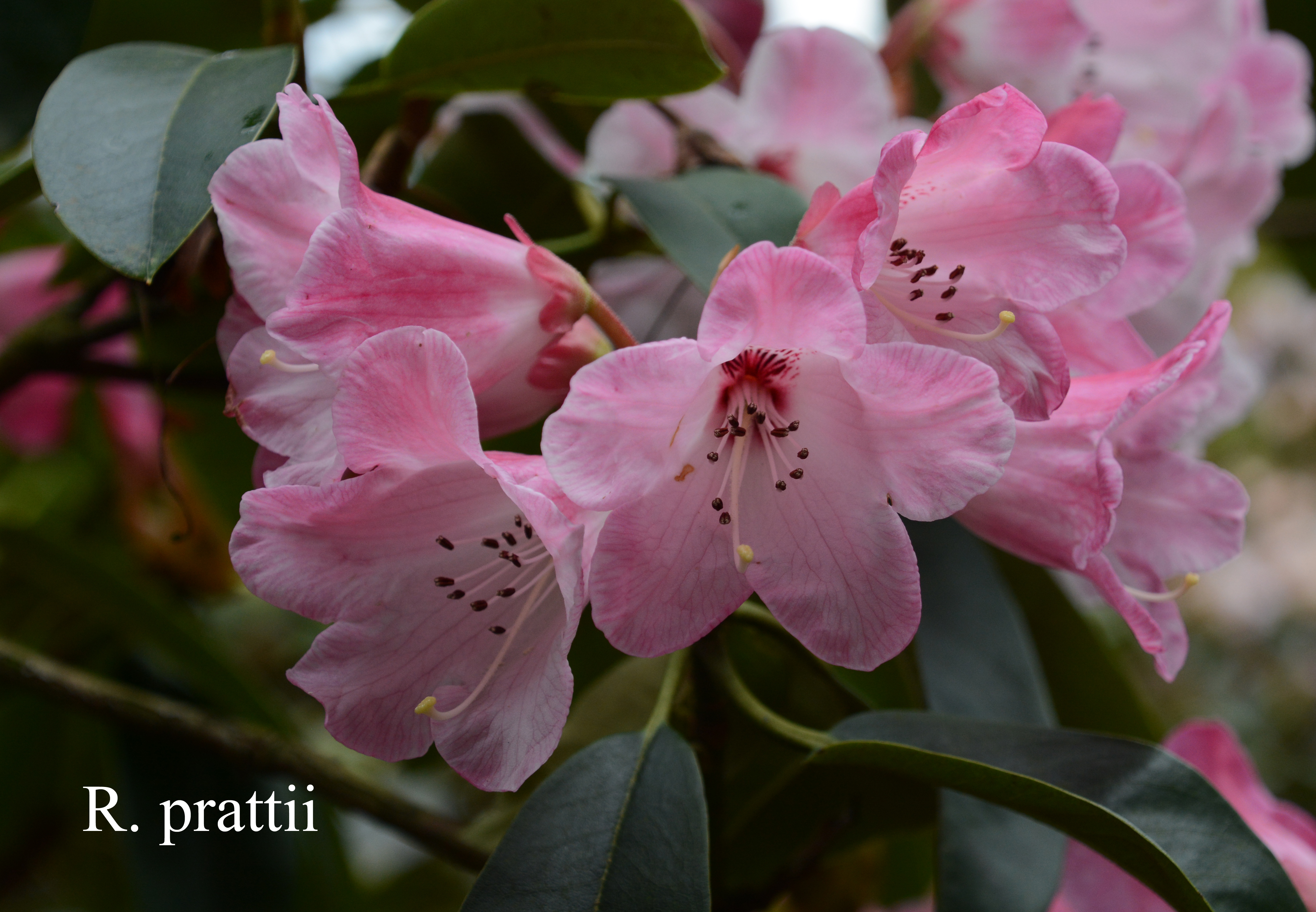 Rhododendron prattii photo