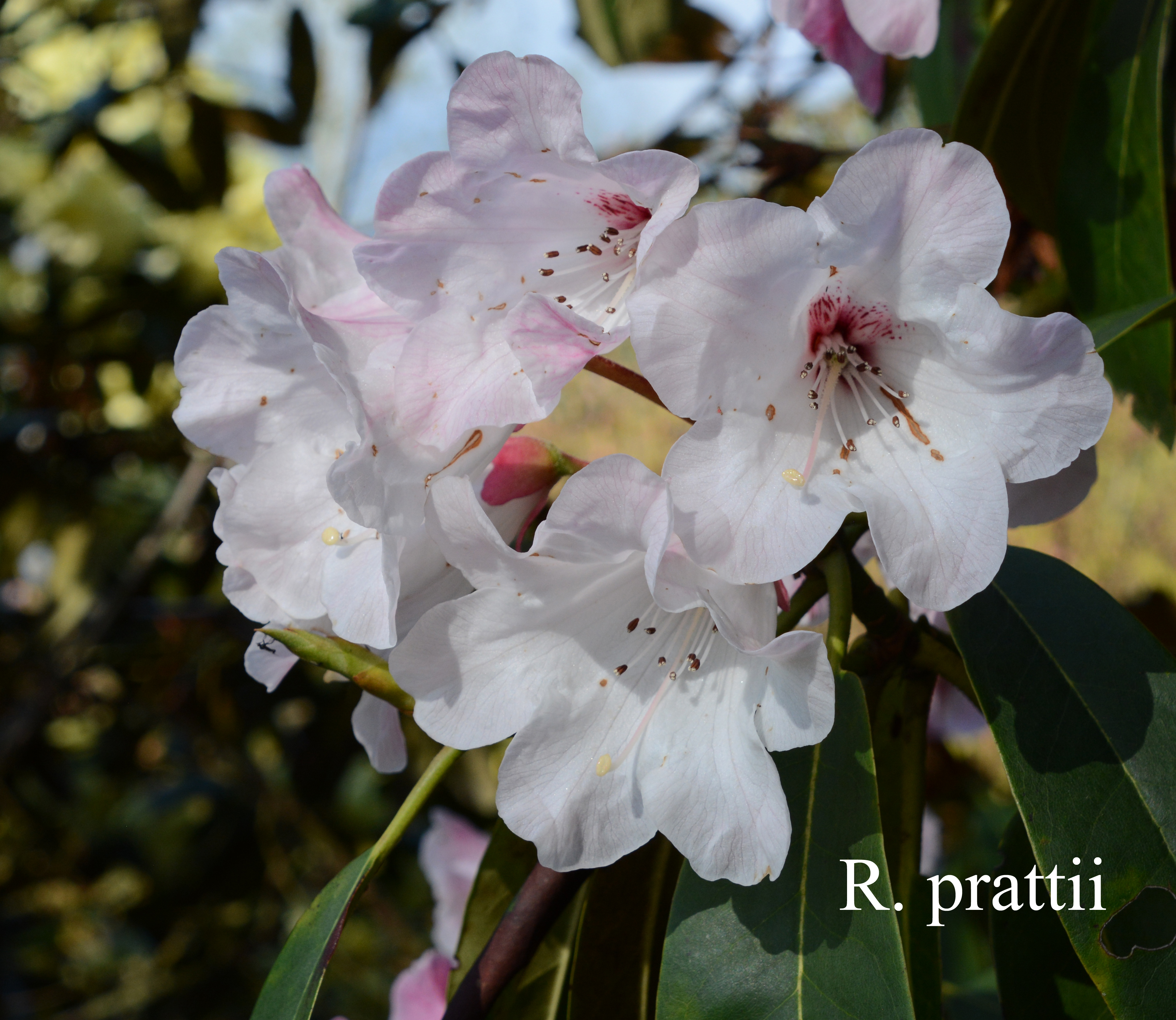 Rhododendron prattii photo