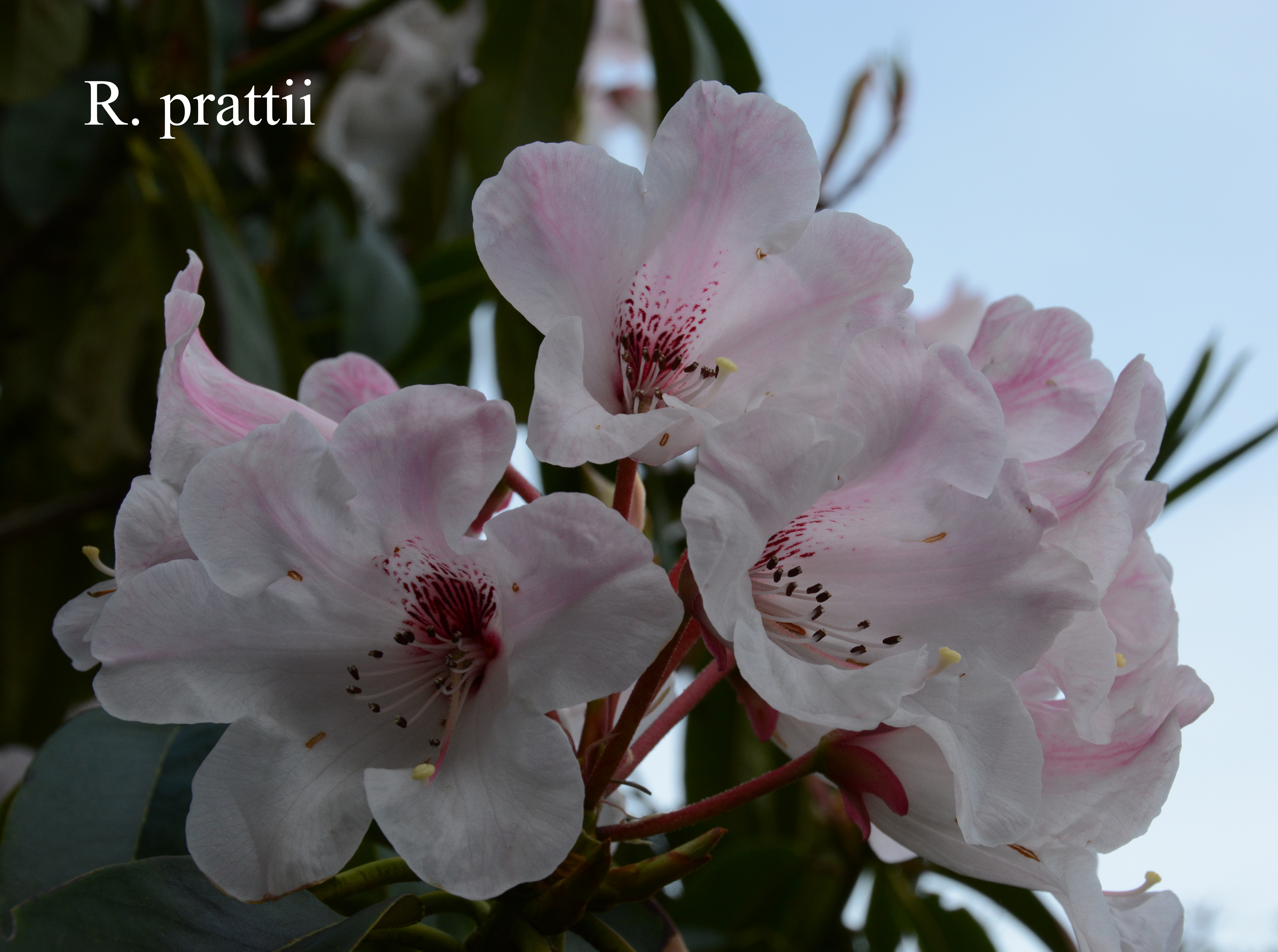 Rhododendron prattii photo