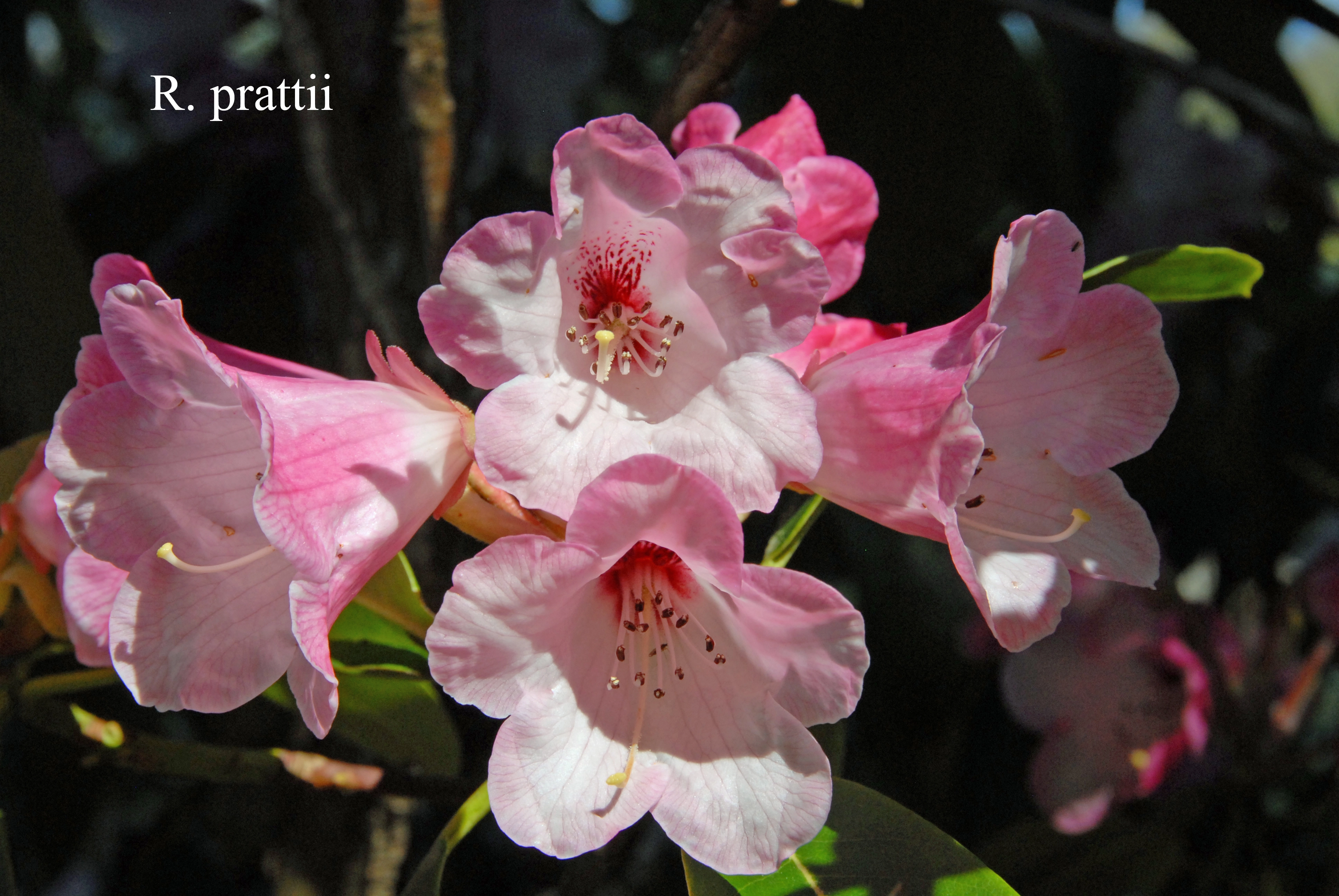 Rhododendron prattii photo