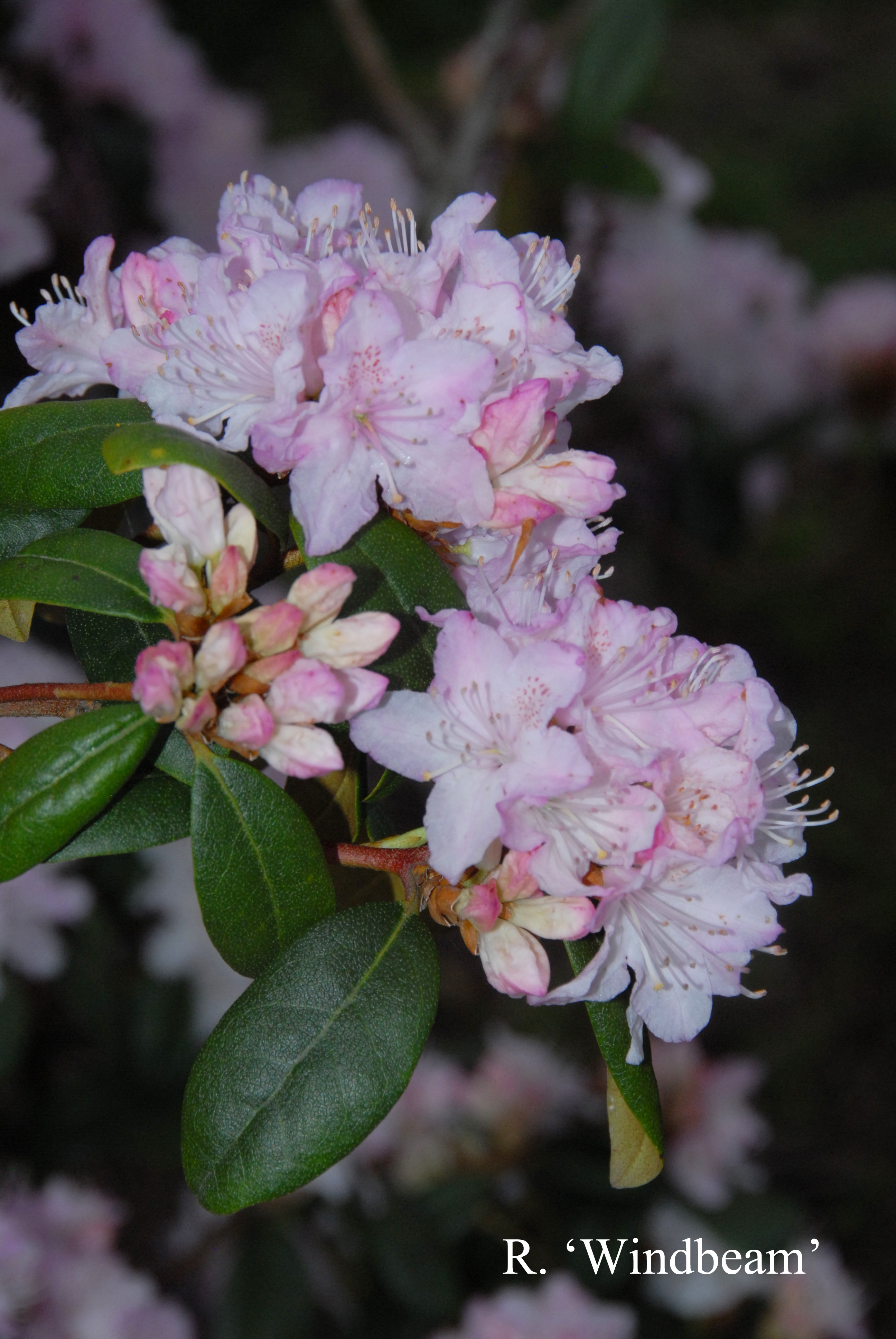 Rhododendron Windbeam photo