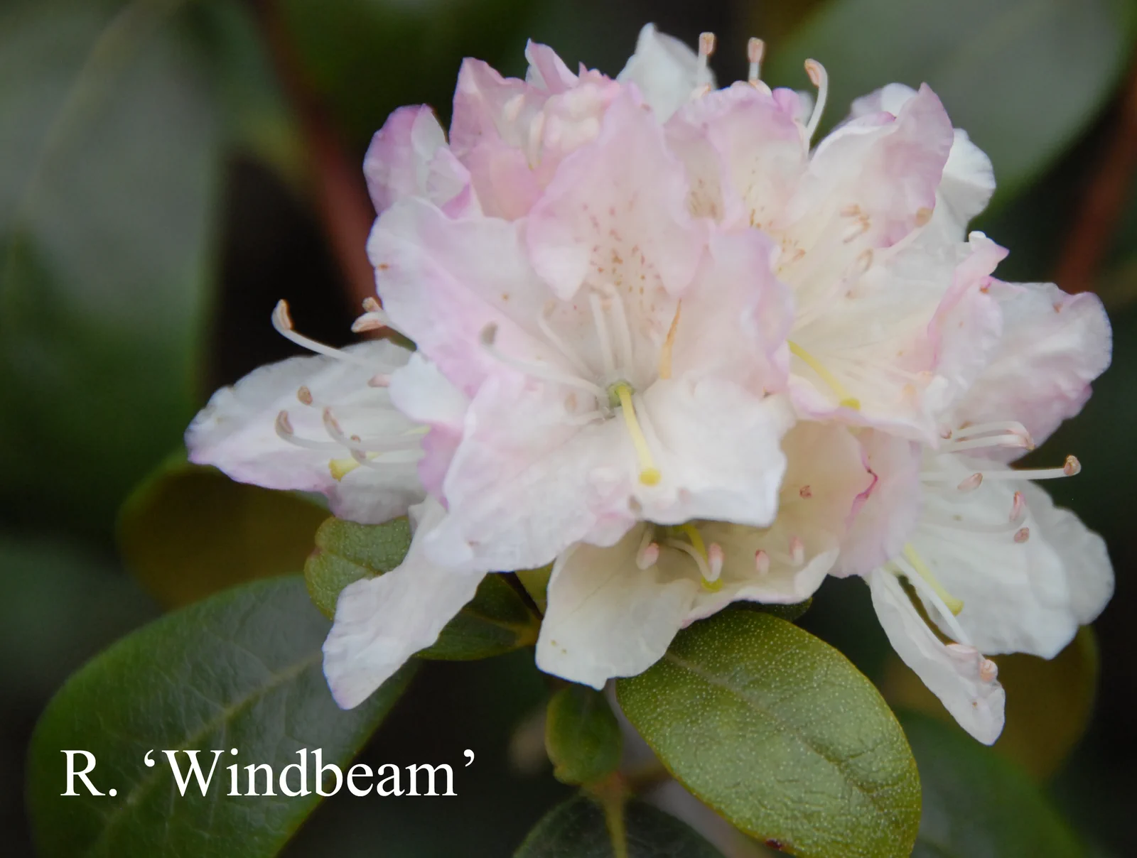 R. 'Windbeam' photo of R. 'Windbeam'. Location: Fearing's Farm Nursery, Abbotsford, BC, Canada. Photo by: Harold Fearing