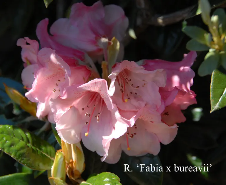 Photo of R. 'Fabia x bureavii', Rhododendron Hybrid