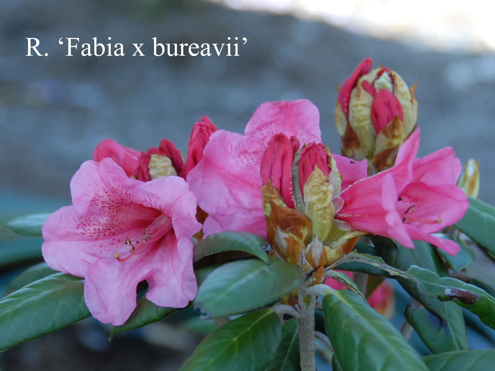 R. 'Fabia x bureavii' photo of R. 'Fabia x bureavii'. Location: Fearing's Farm Nursery, Abbotsford, BC, Canada. Photo by: Harold Fearing