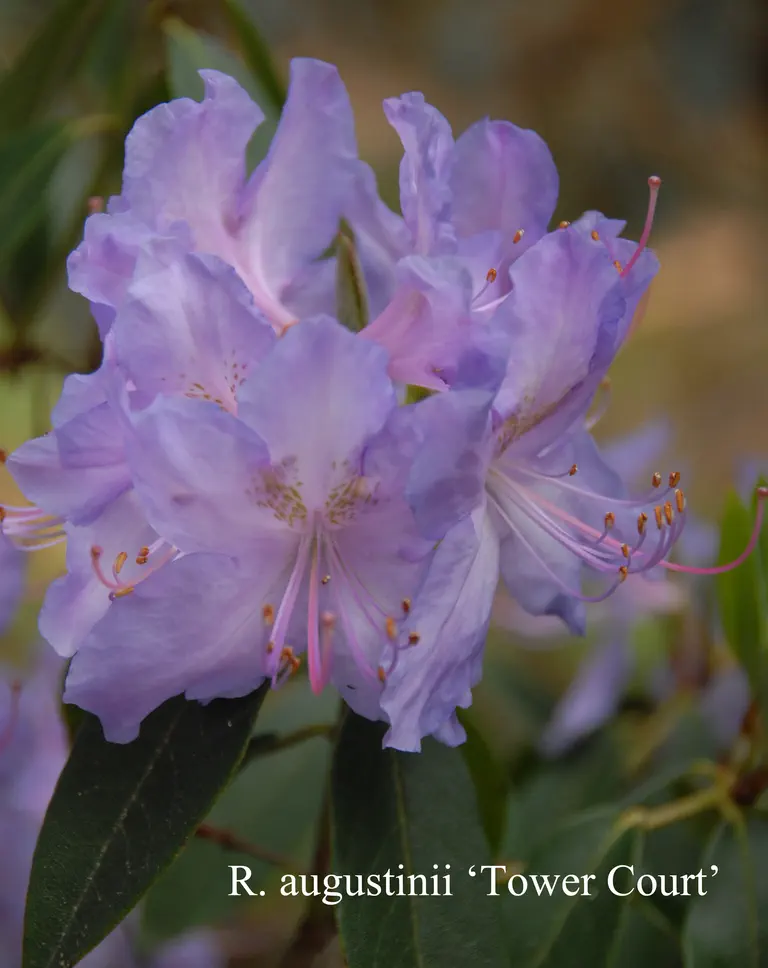 Photo of R. augustinii ssp augustinii 'Tower Court', Rhododendron Species Selection