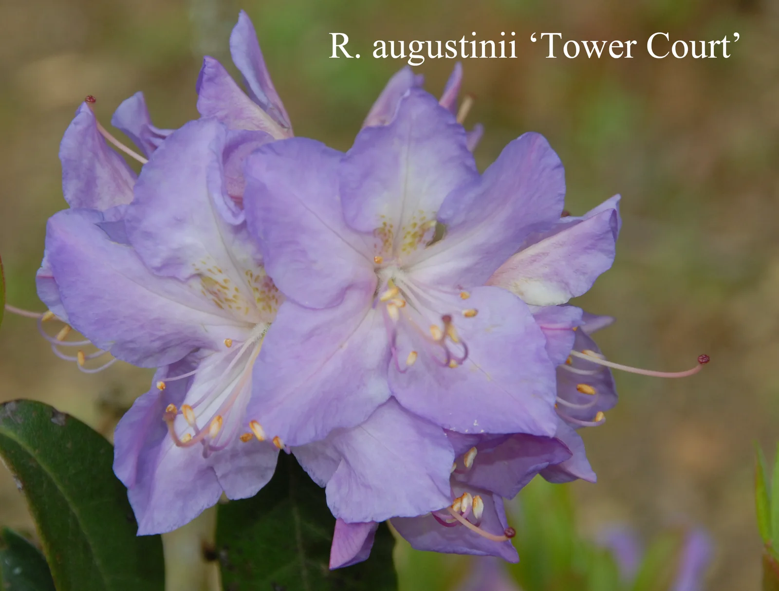 R. augustinii ssp augustinii 'Tower Court' photo of R. augustinii ssp augustinii 'Tower Court'. Location: Fearing's Farm Nursery, Abbotsford, BC, Canada. Photo by: Harold Fearing