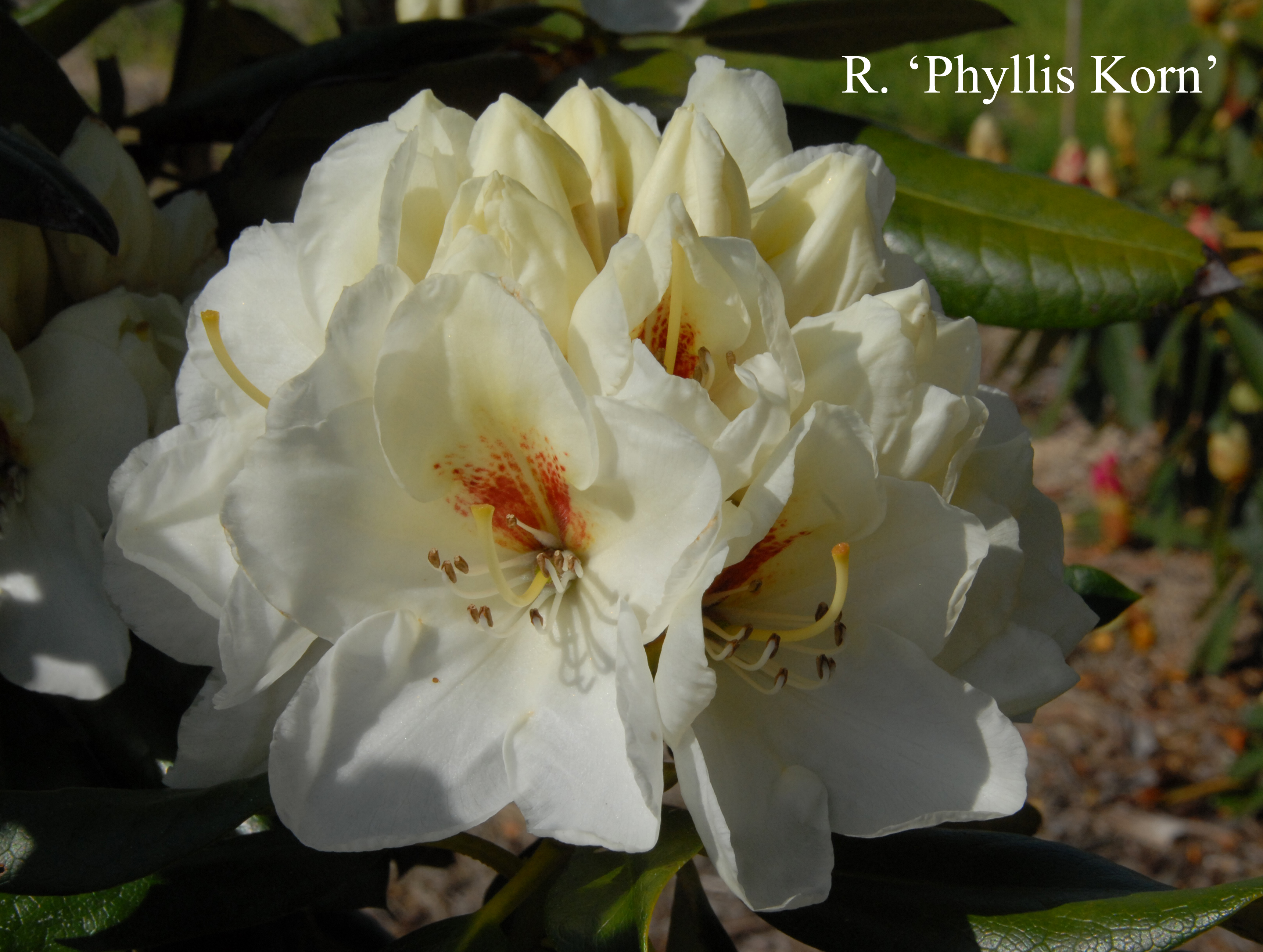 Rhododendron Phyllis Korn photo
