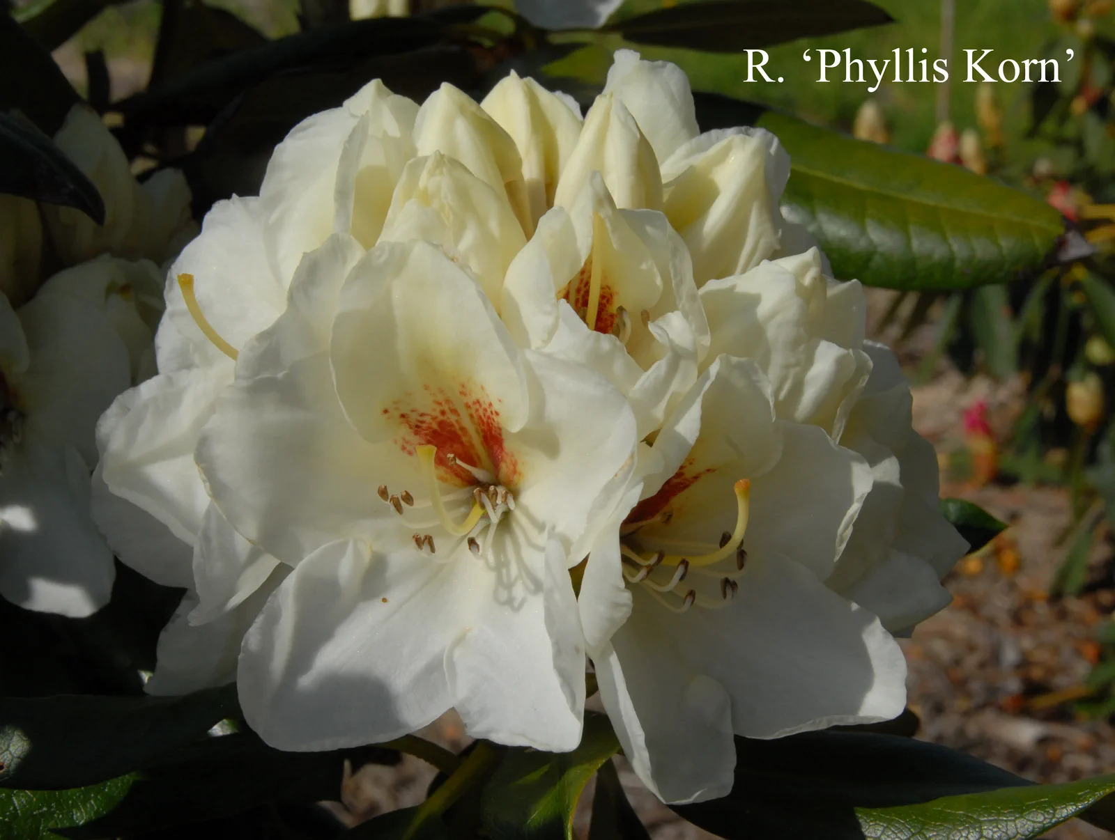 R. 'Phyllis Korn' photo of R. 'Phyllis Korn'. Location: Fearing's Farm Nursery, Abbotsford, BC, Canada. Photo by: Harold Fearing