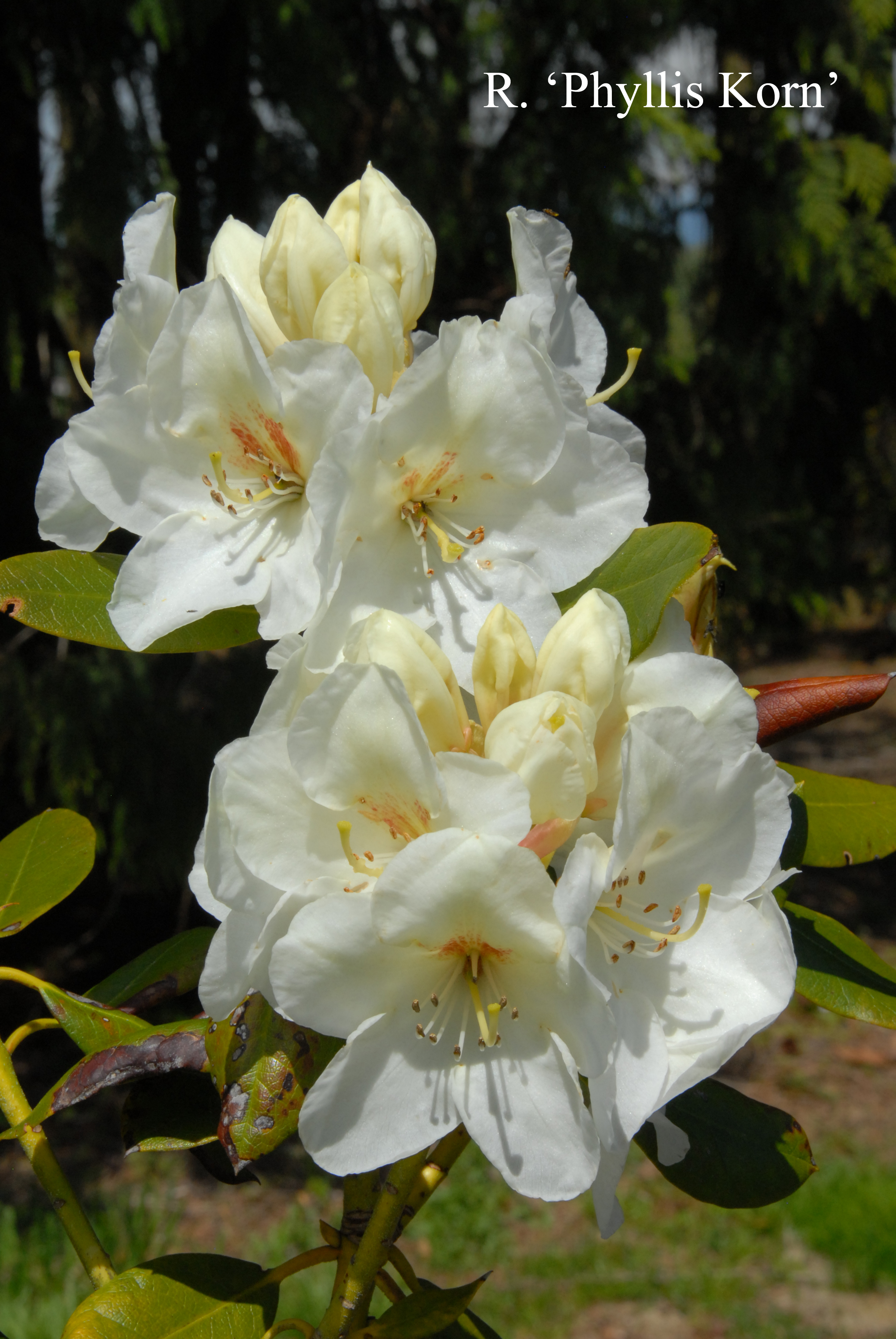 Rhododendron Phyllis Korn photo