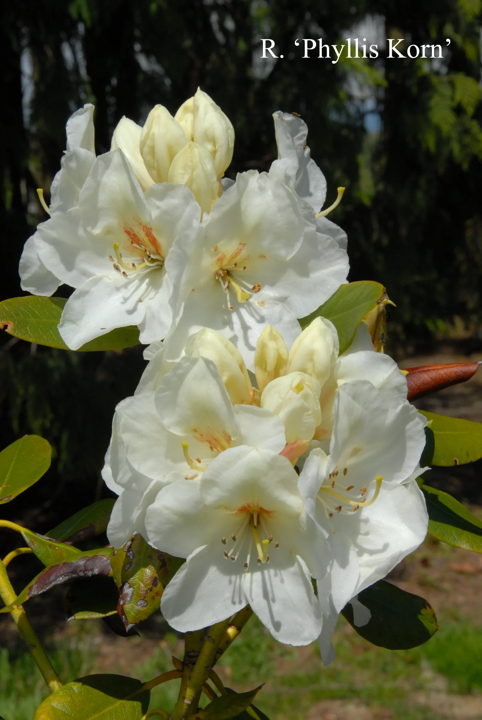 R. 'Phyllis Korn' photo of R. 'Phyllis Korn'. Location: Fearing's Farm Nursery, Abbotsford, BC, Canada. Photo by: Harold Fearing
