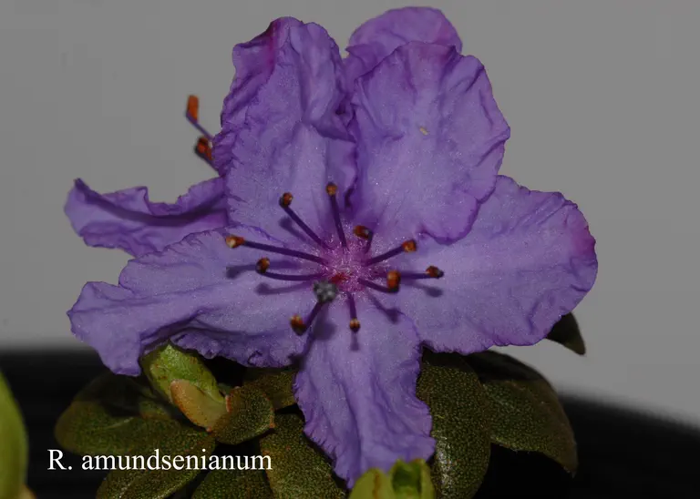 Photo of R. amundsenianum, Species