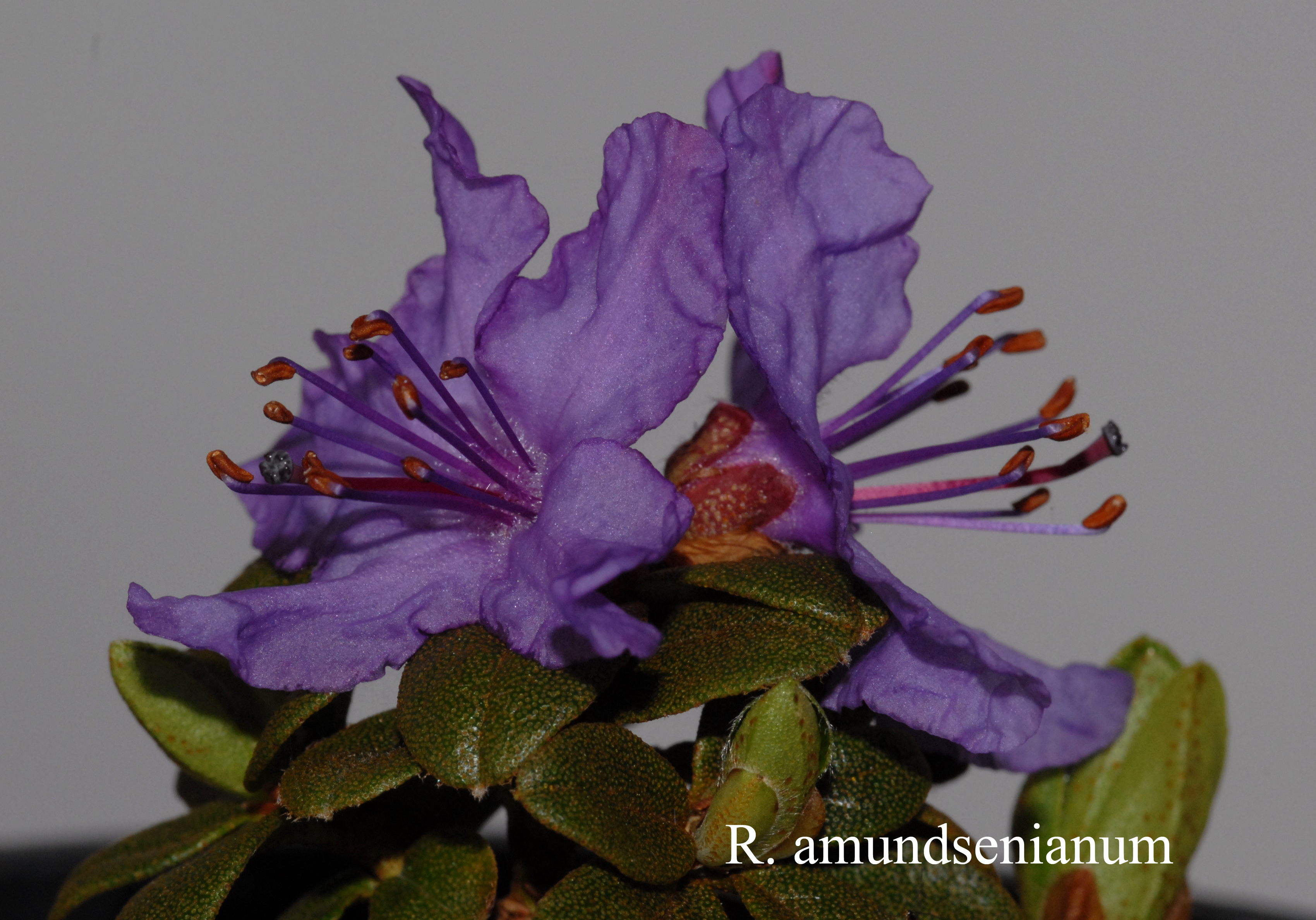 Rhododendron amundsenianum photo