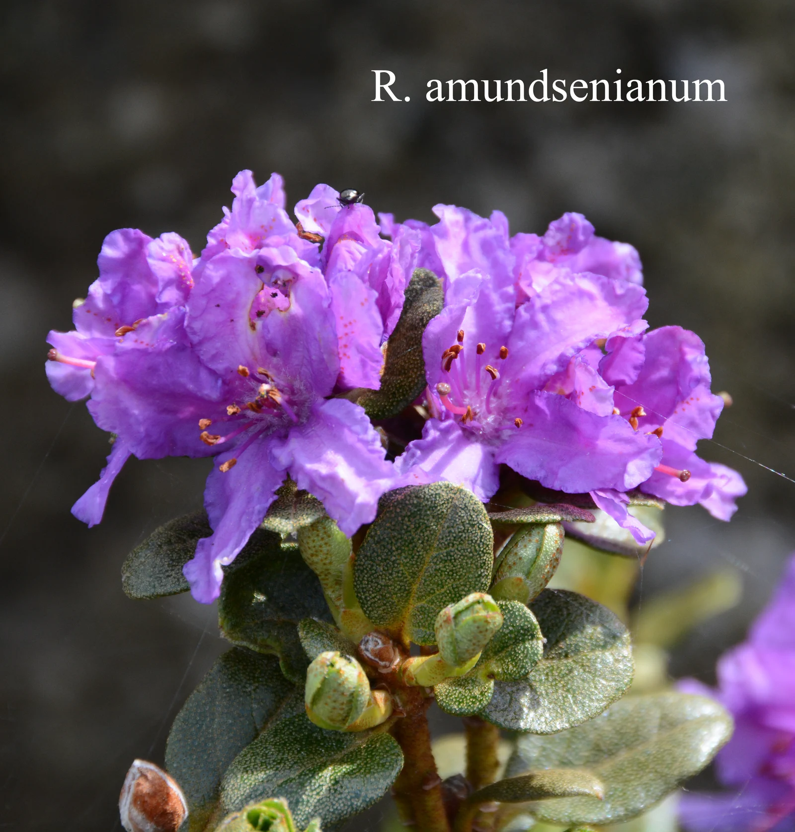 R. amundsenianum photo of R. amundsenianum. Location: Fearing's Farm Nursery, Abbotsford, BC, Canada. Photo by: Harold Fearing