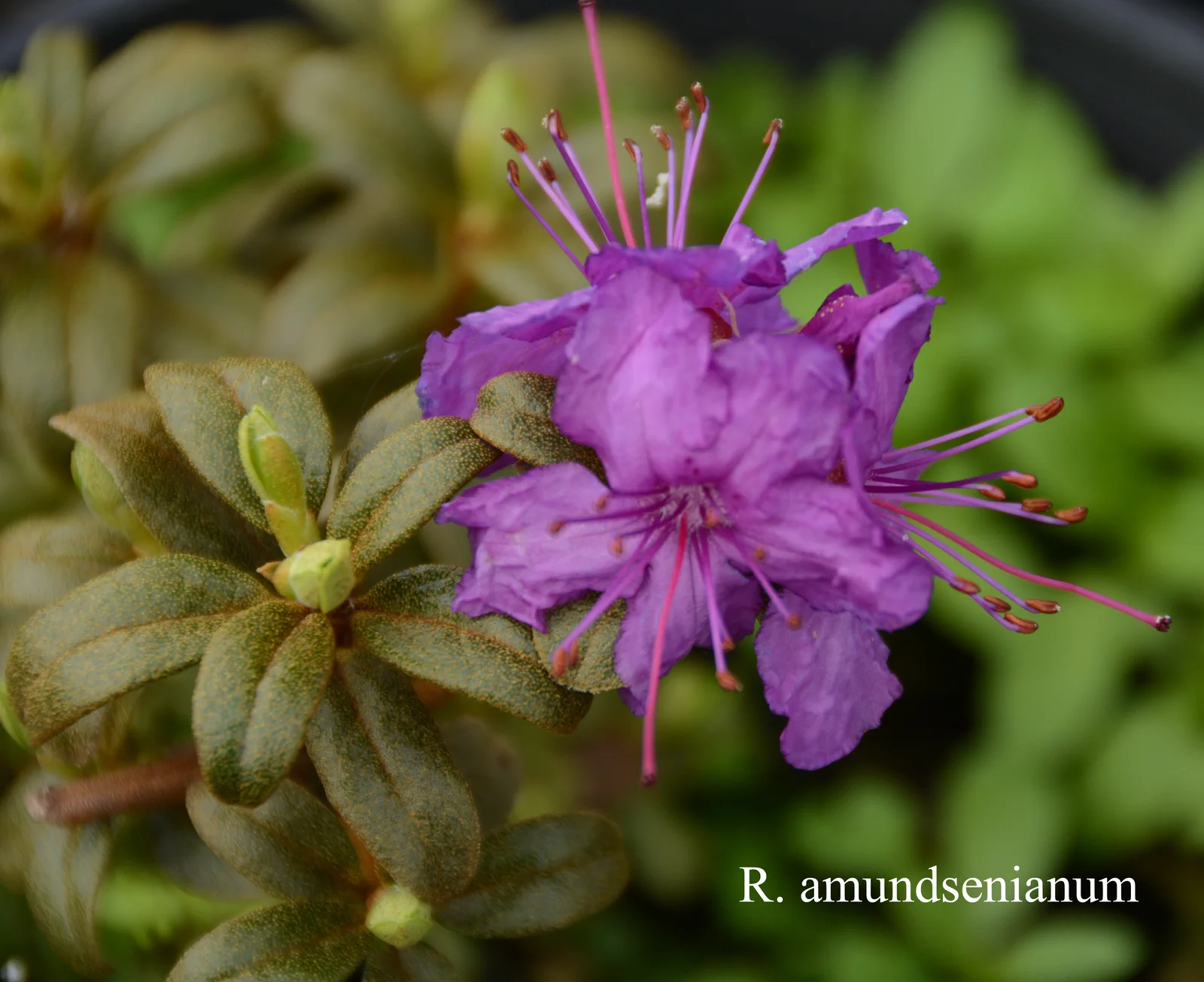 R. amundsenianum photo of R. amundsenianum. Location: Fearing's Farm Nursery, Abbotsford, BC, Canada. Photo by: Harold Fearing