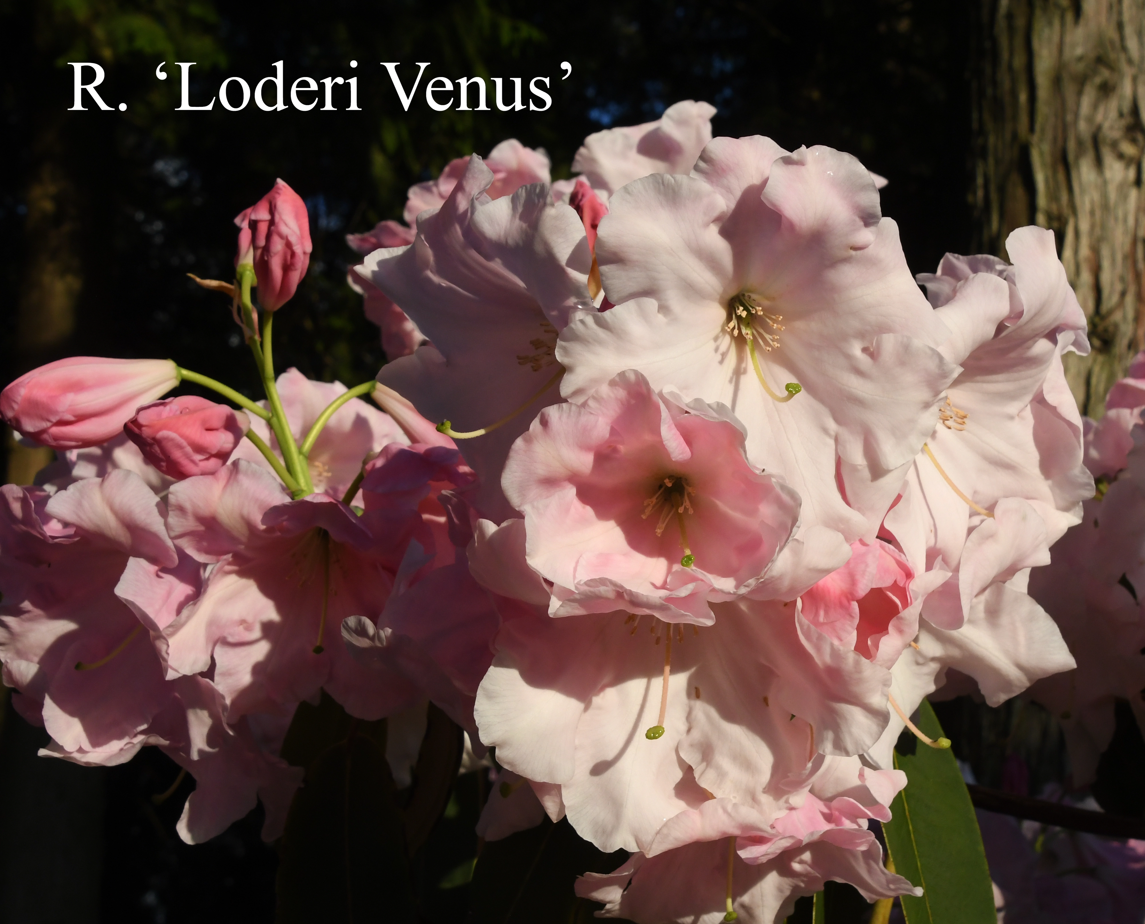 Rhododendron Loderi Venus photo