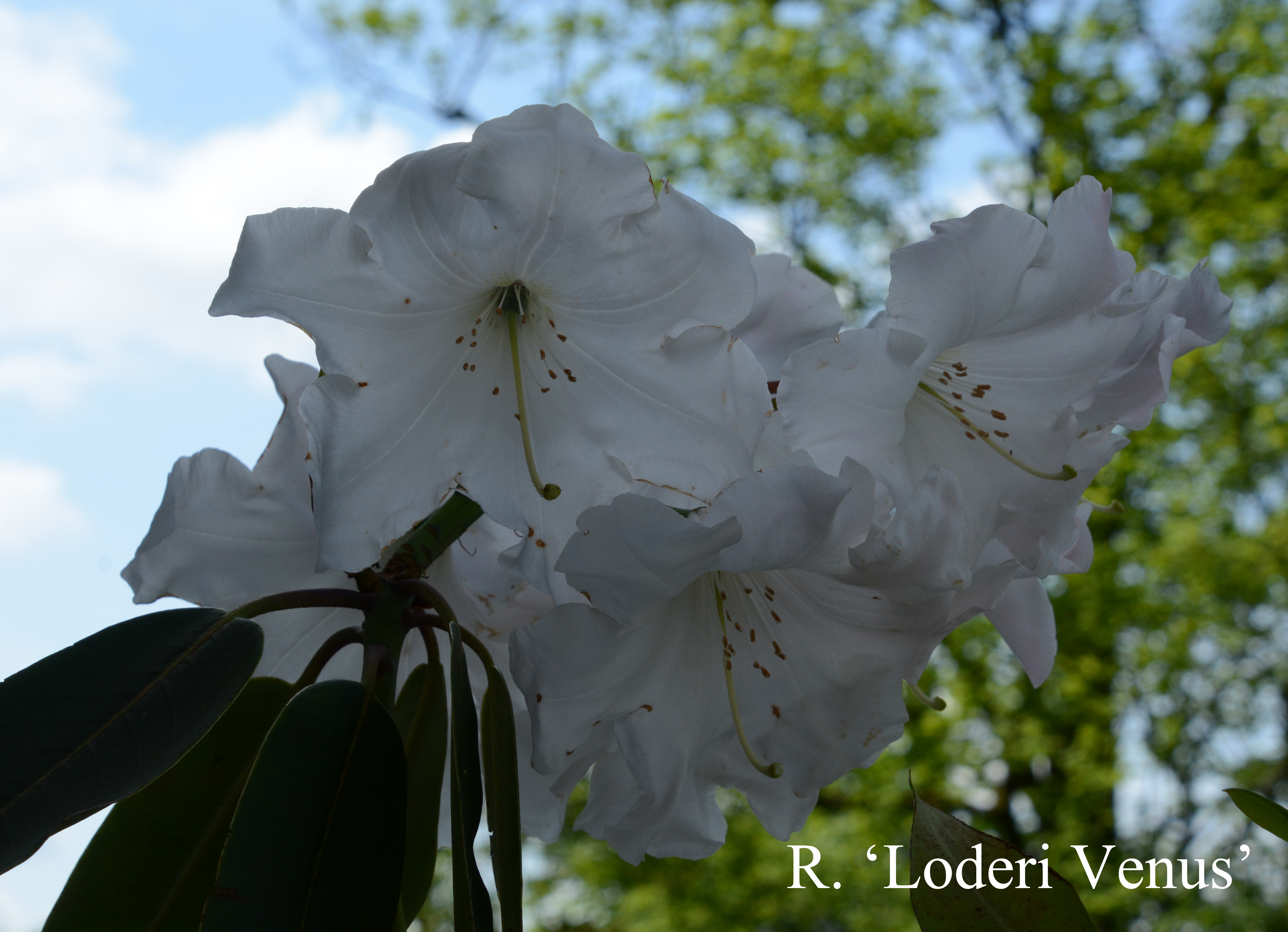Rhododendron Loderi Venus photo