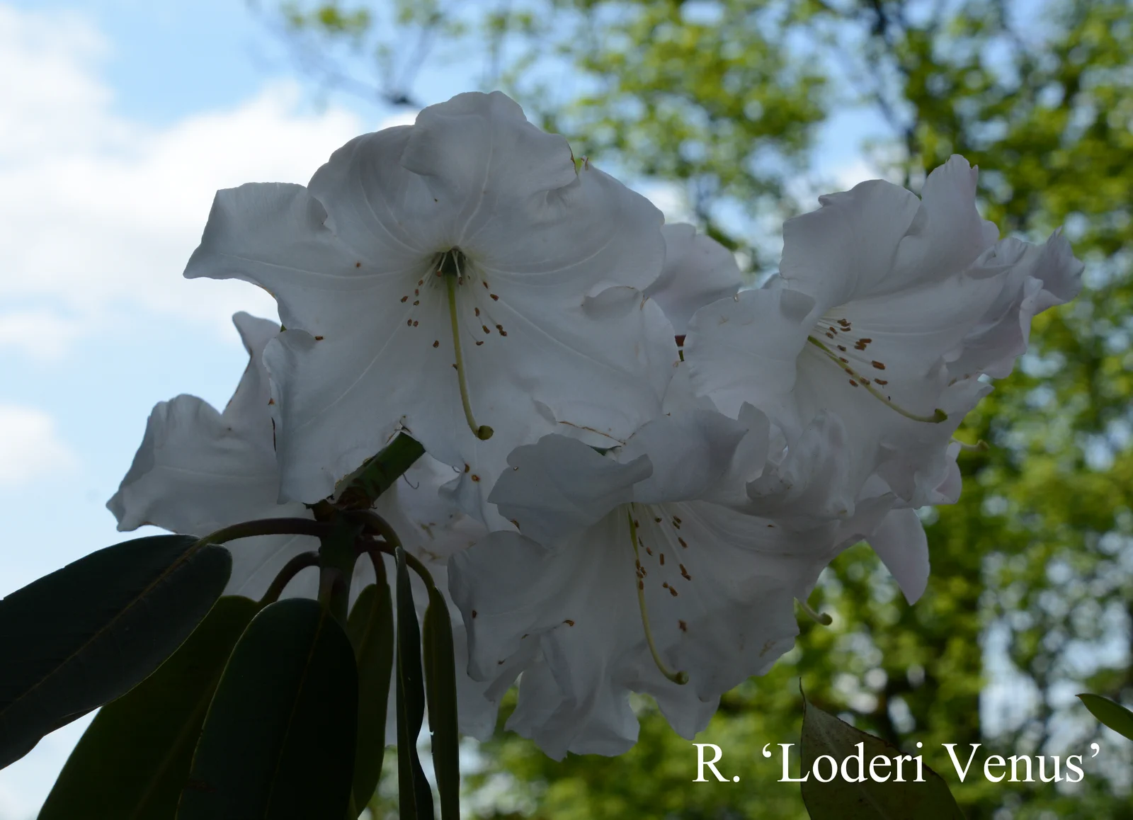 R. 'Loderi Venus' photo of R. 'Loderi Venus'. Location: Fearing's Farm Nursery, Abbotsford, BC, Canada. Photo by: Harold Fearing