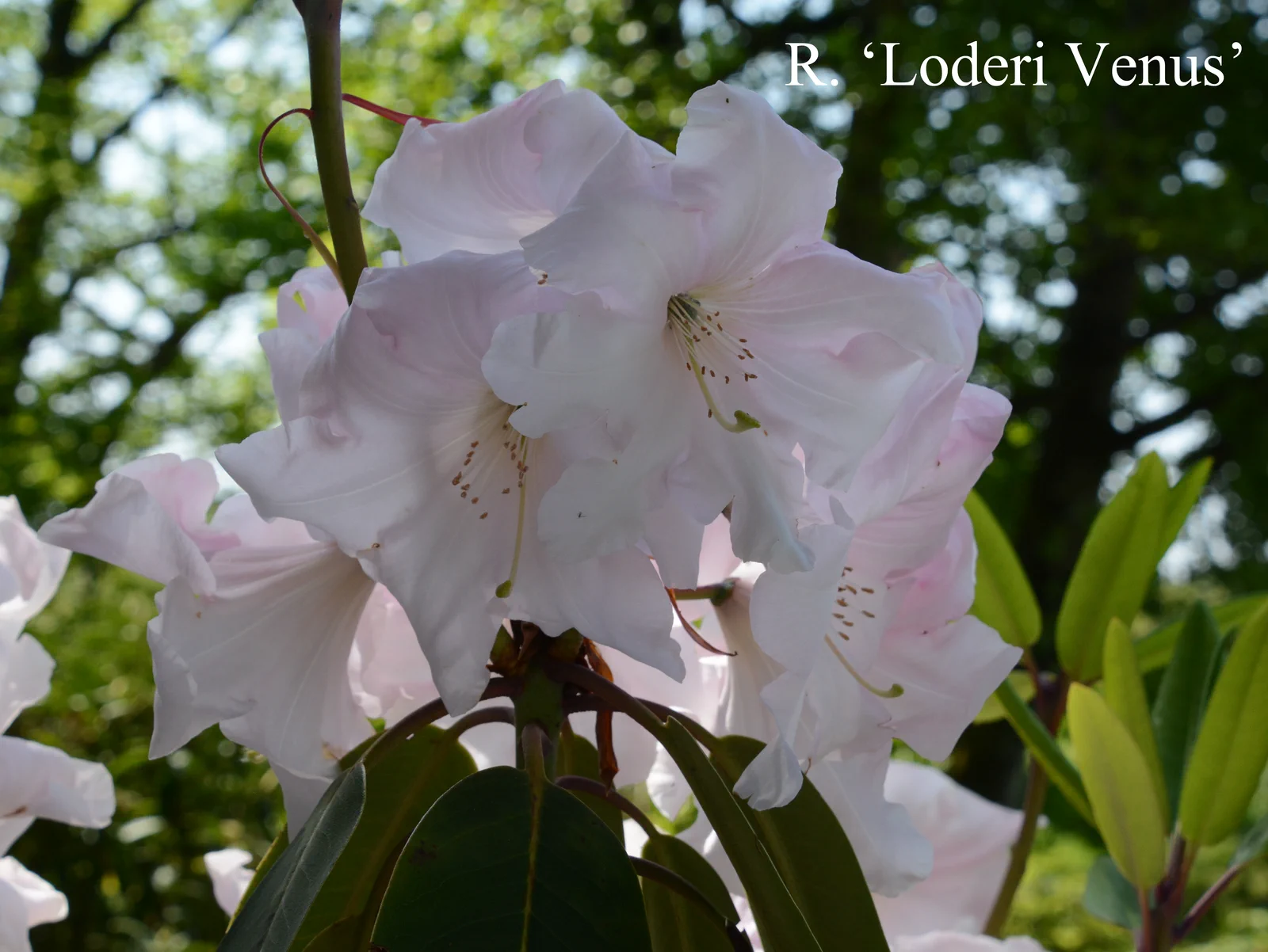 R. 'Loderi Venus' photo of R. 'Loderi Venus'. Location: Fearing's Farm Nursery, Abbotsford, BC, Canada. Photo by: Harold Fearing