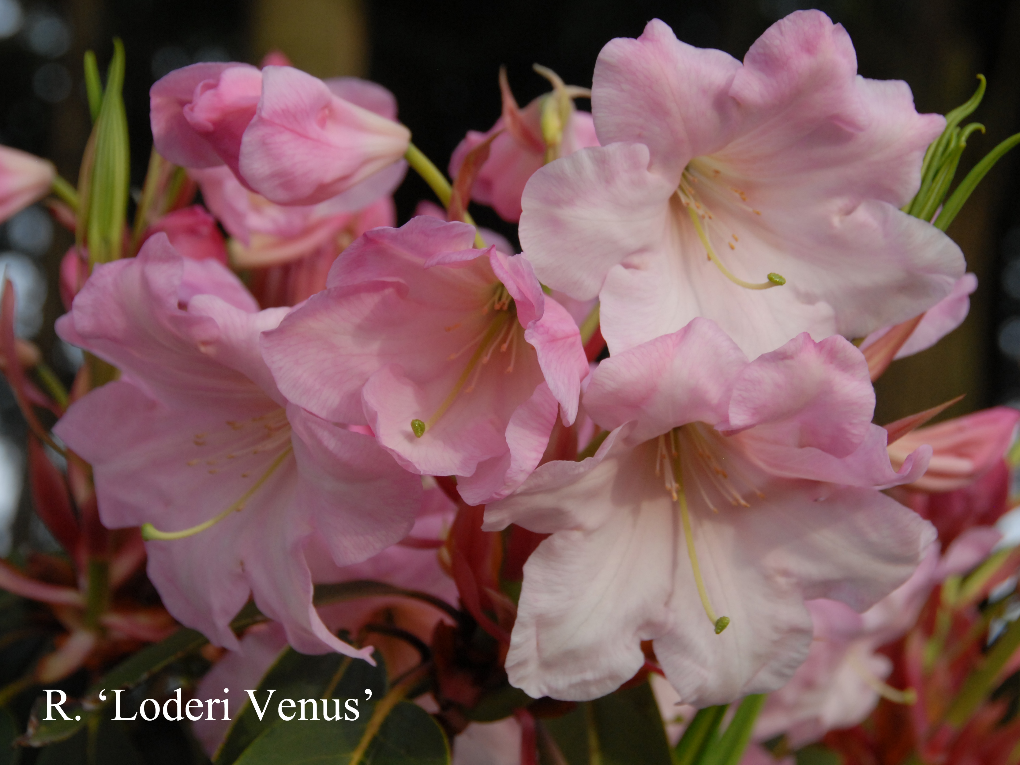 Rhododendron Loderi Venus photo