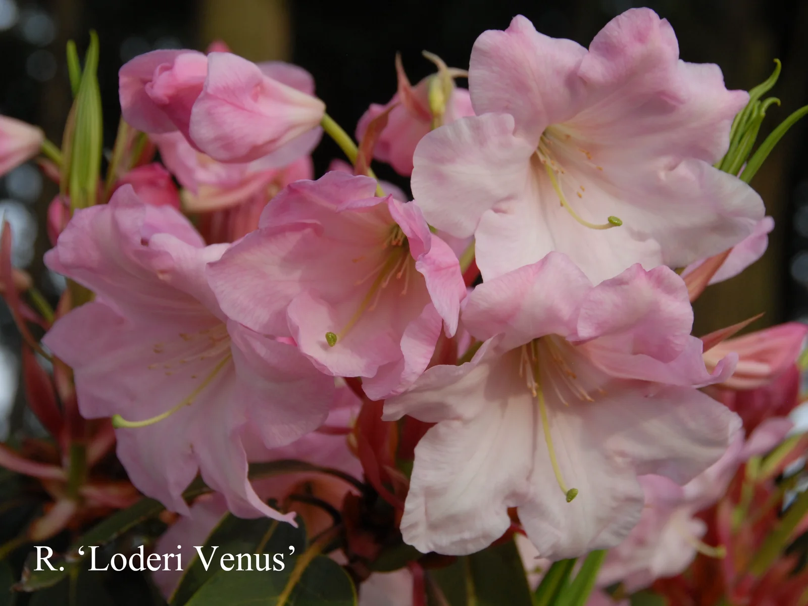 R. 'Loderi Venus' photo of R. 'Loderi Venus'. Location: Fearing's Farm Nursery, Abbotsford, BC, Canada. Photo by: Harold Fearing